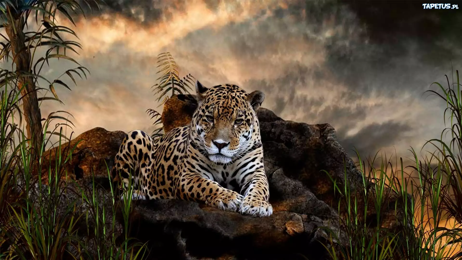Jaguar