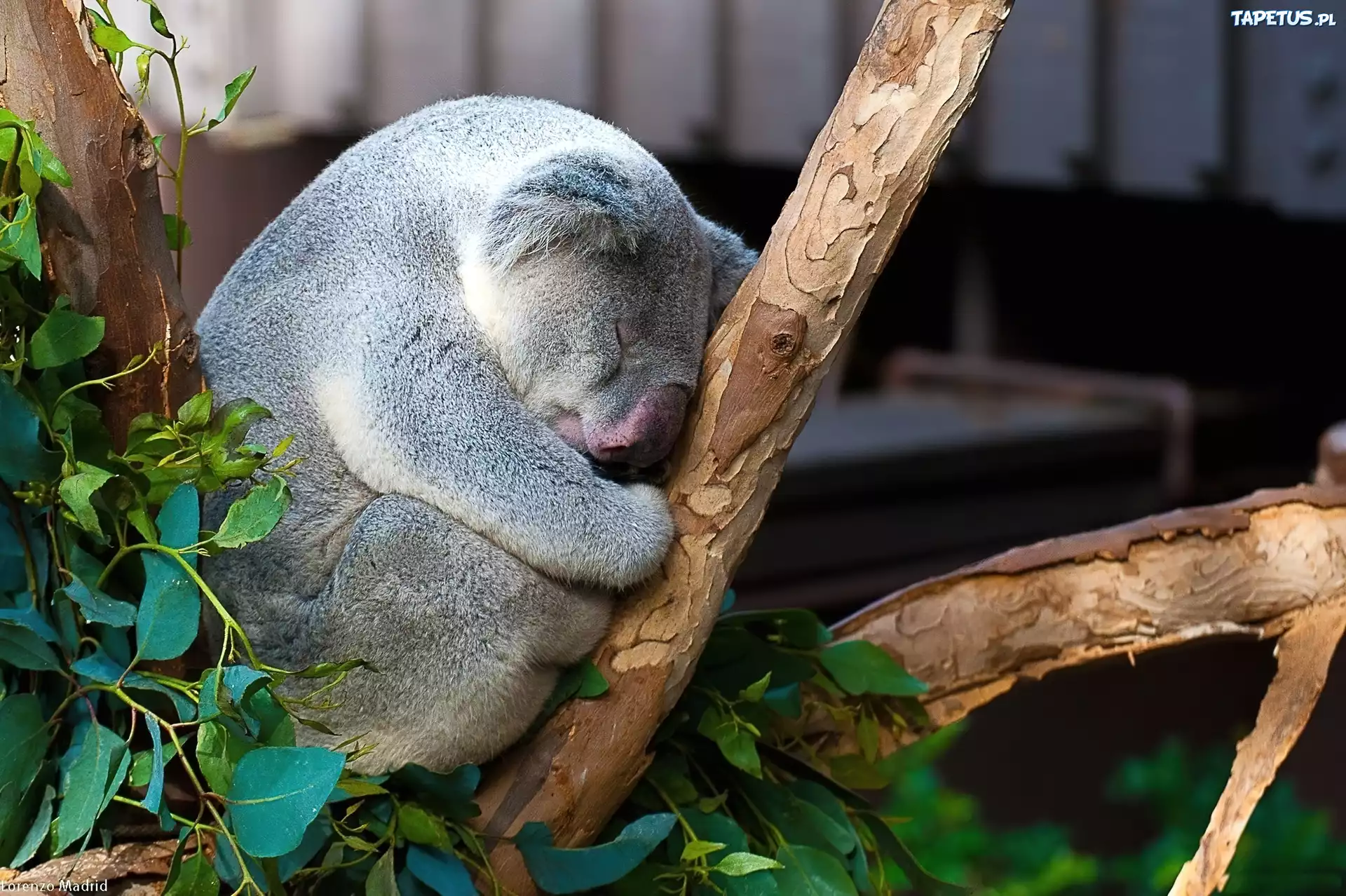 Śpiący, Miś, Koala, Drzewo