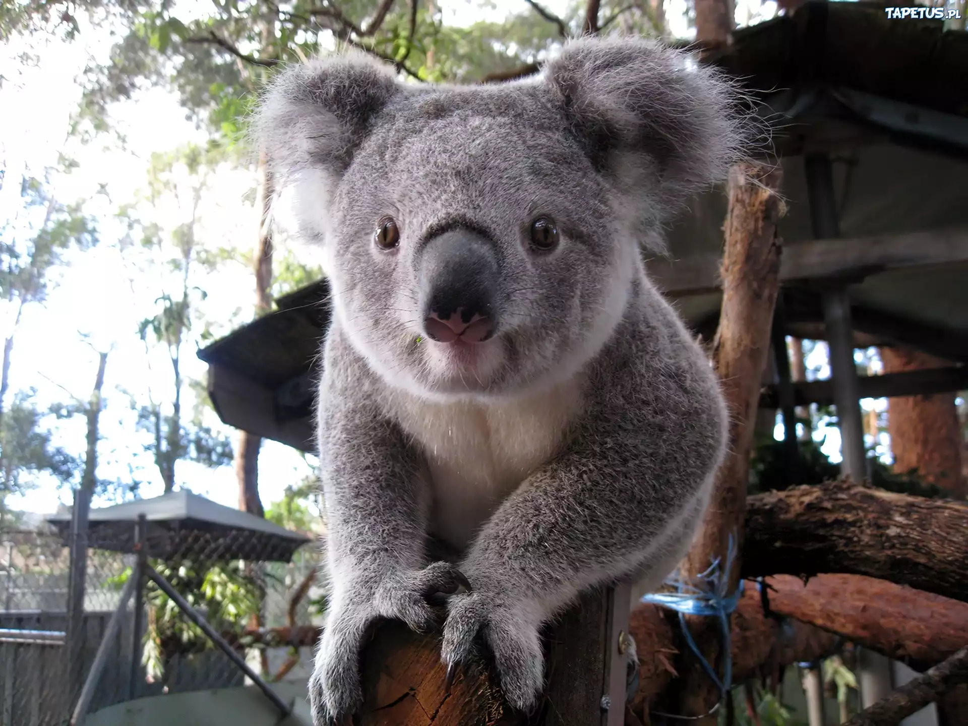 Koala, Drewno, Oczka