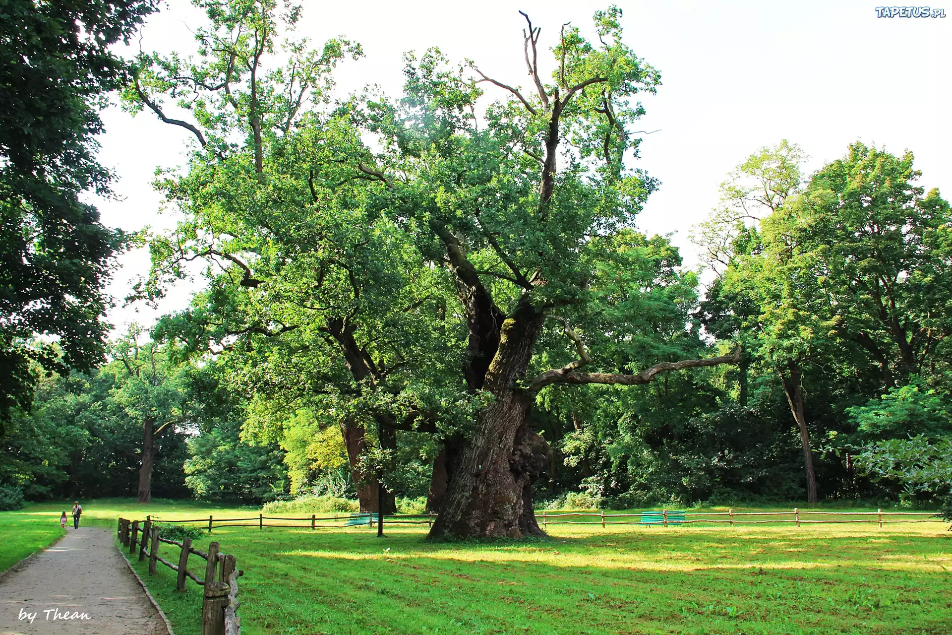 Stare, Dęby, Rogalin, Park