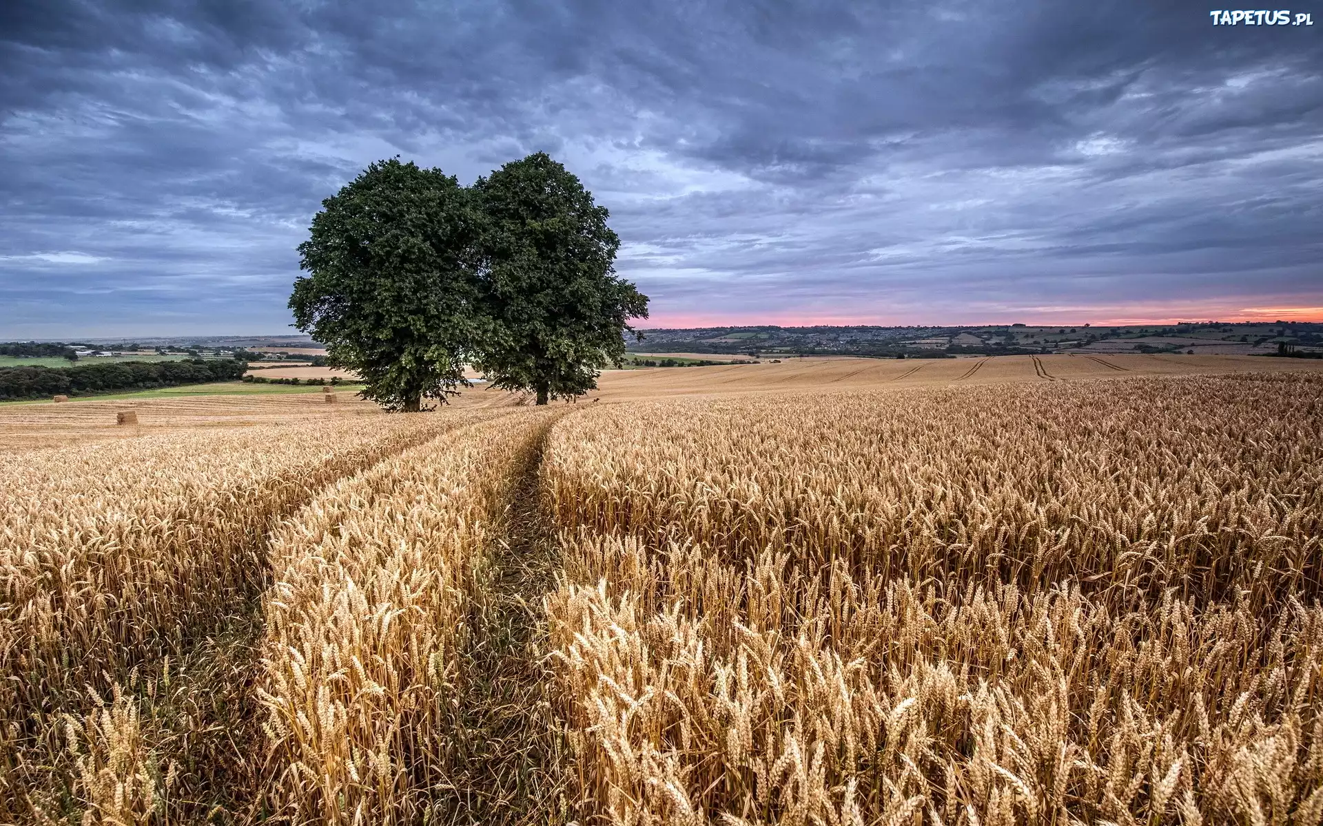 Zboża, Drzewo, Niebo