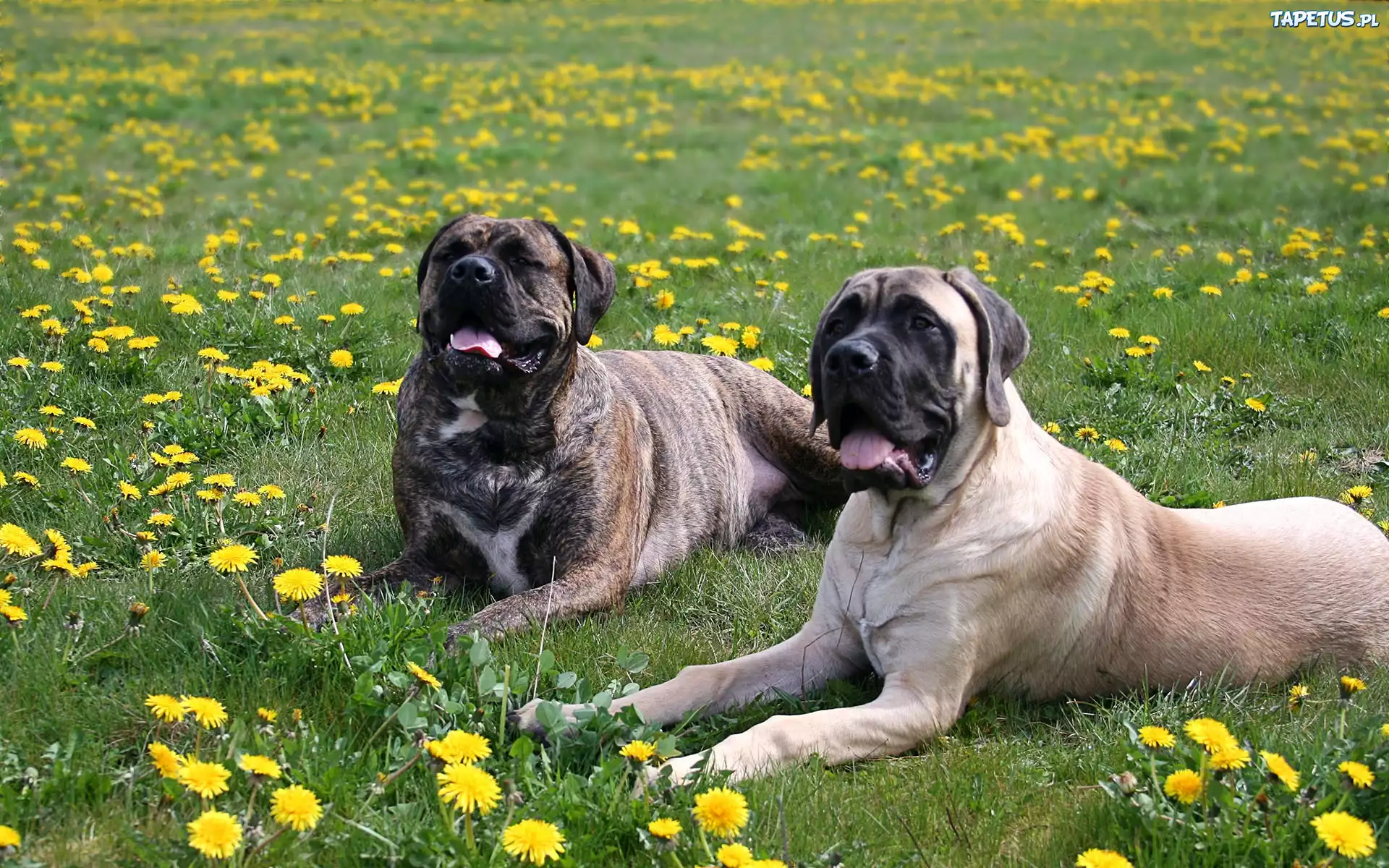 Łąka, Trawa, Mlecze, Dwa, Leżące, Psy, Amstaff, Bullmastiff