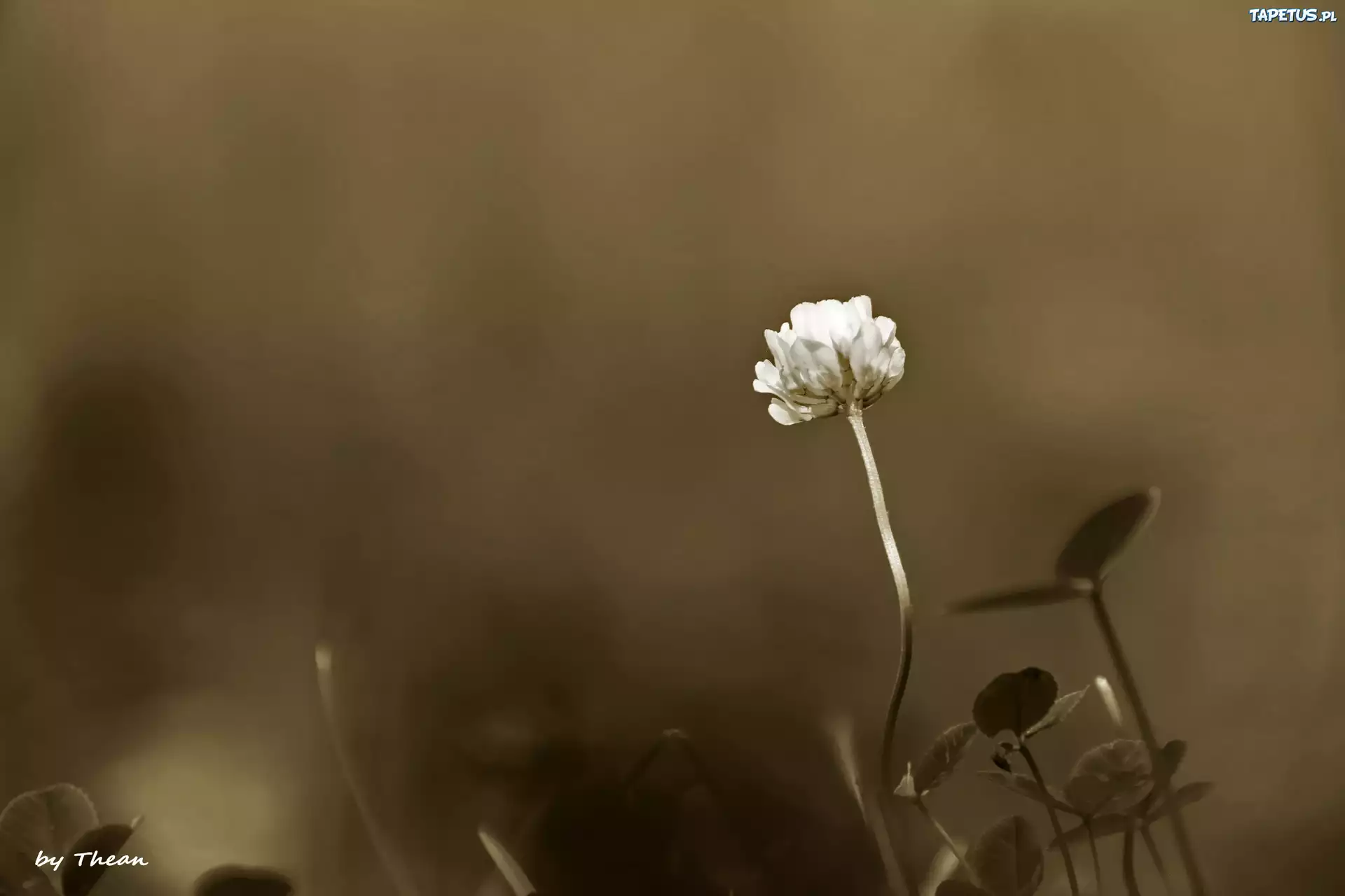 Koniczynka, Sepia