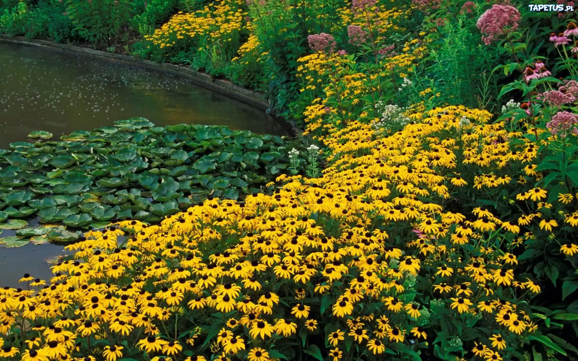 Kwiaty, Rudbekia błyskotliwa, Nenufary