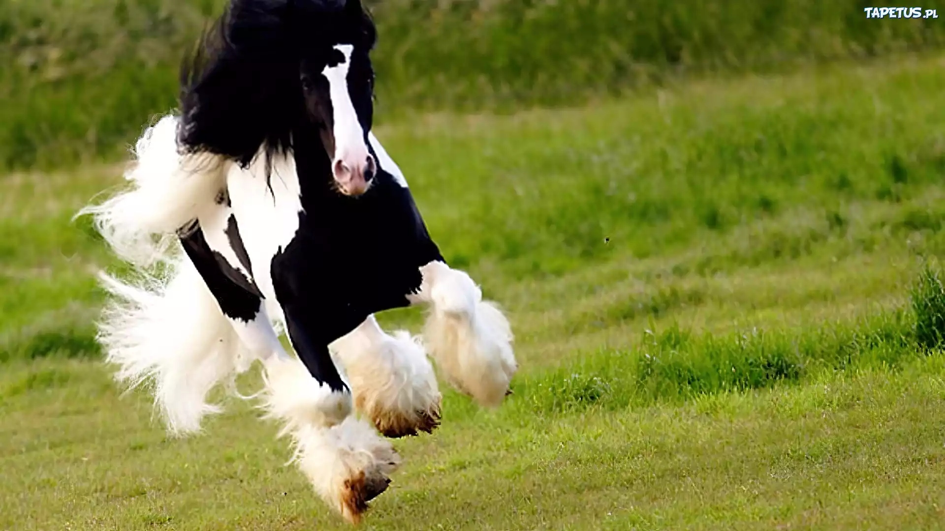 Koń, Galop