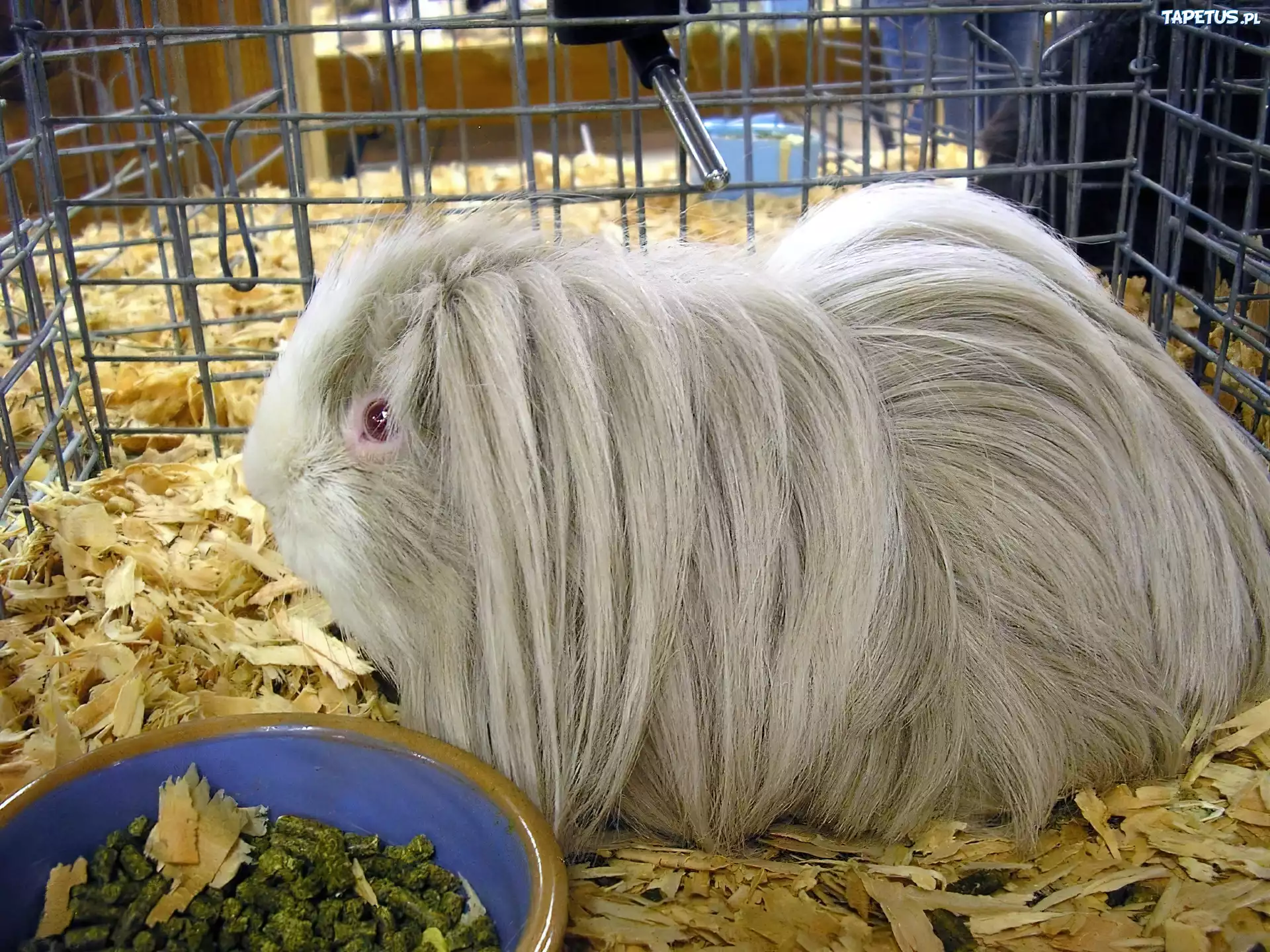 Świnka, Morska, Długowłosa, Albinos