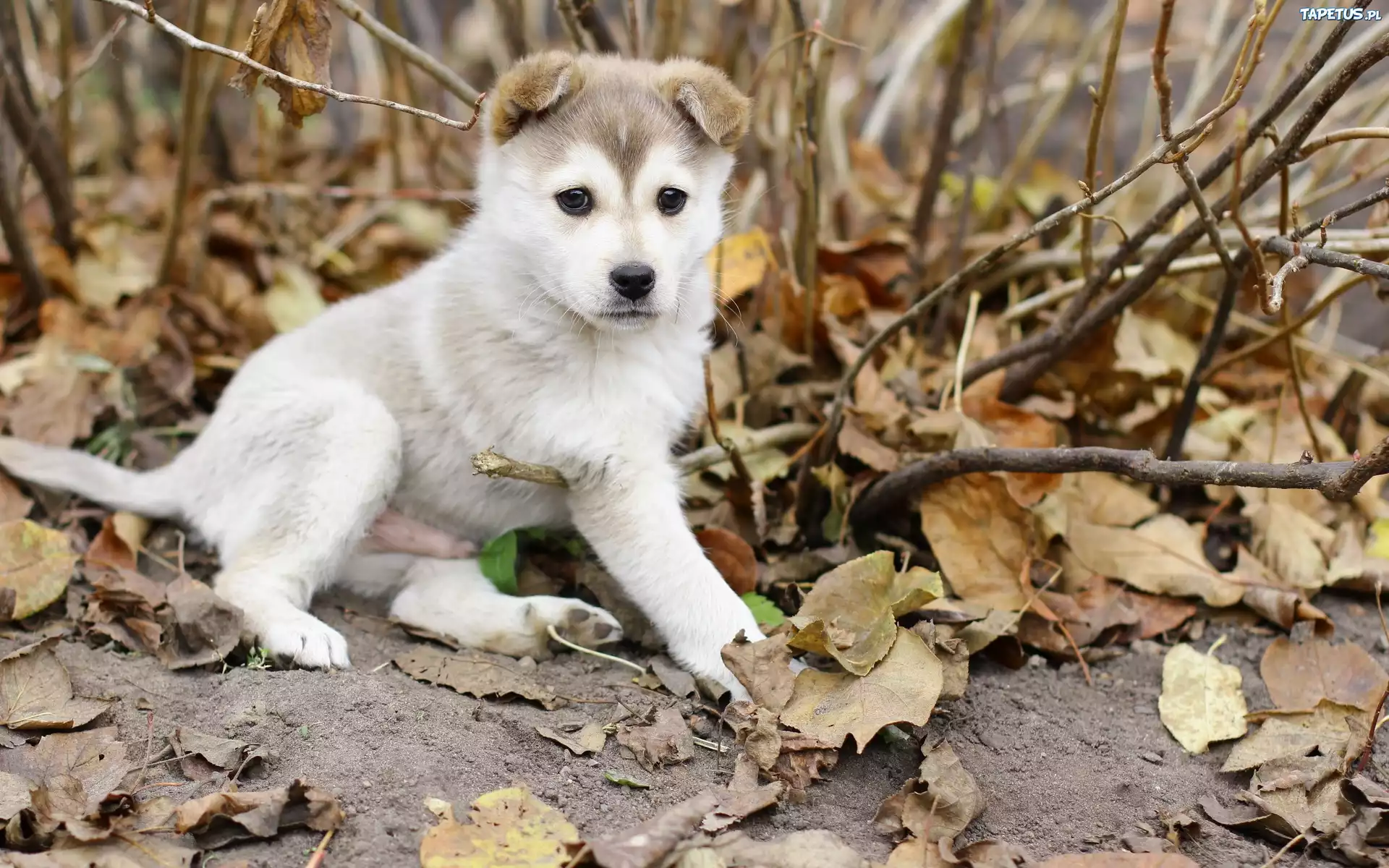 Szczeniak, Alaskan Malamute