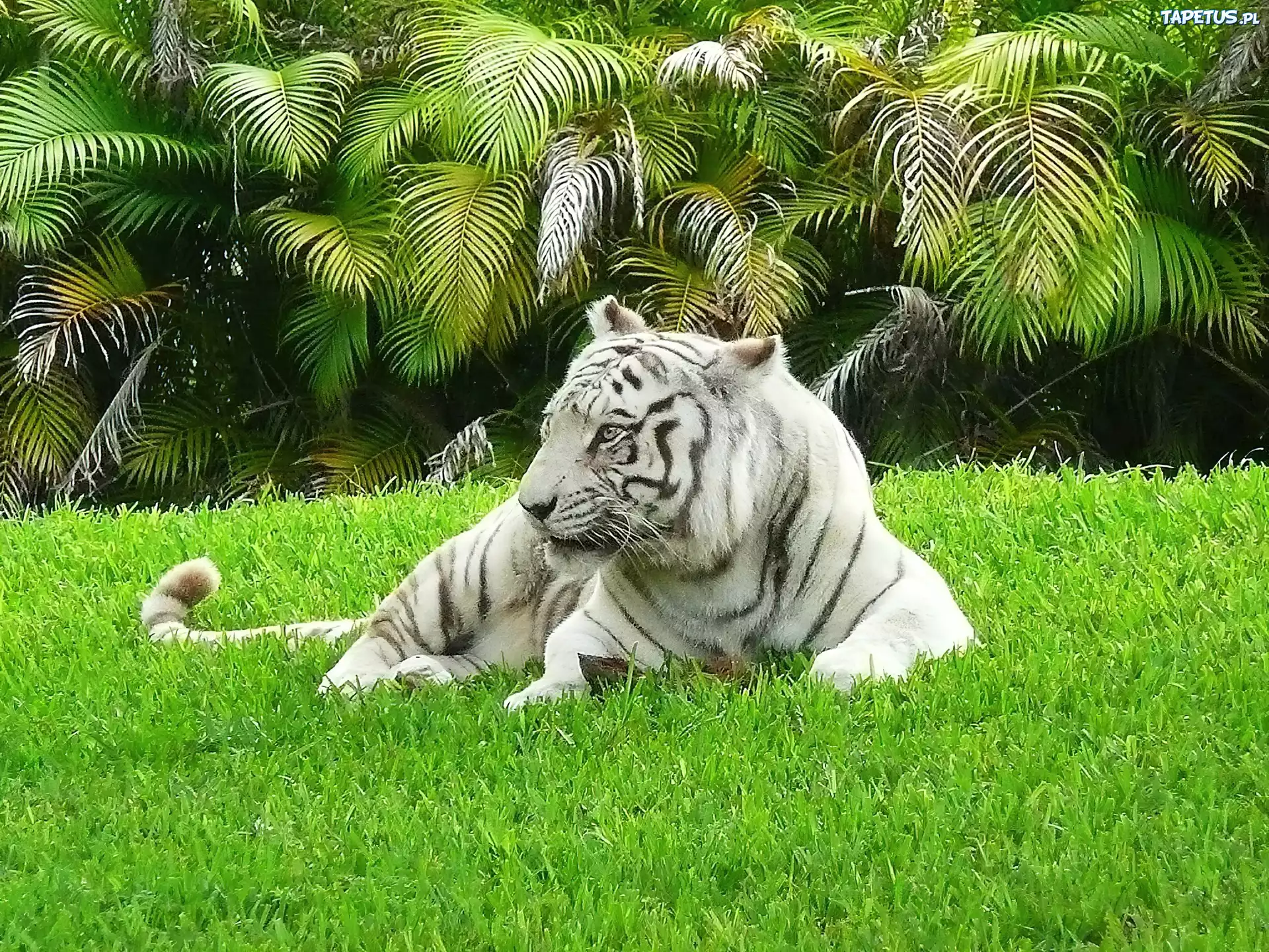 Tygrys Bengalski, Trawa, Palmy