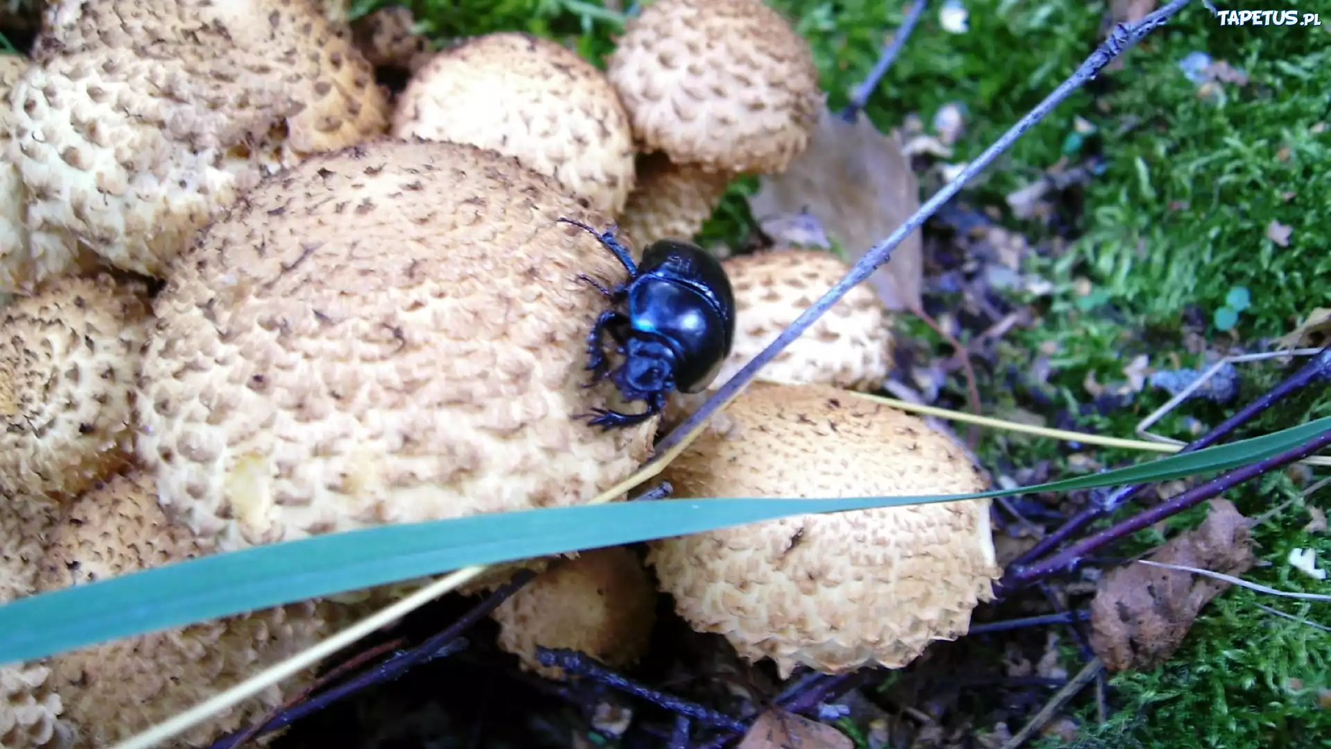 Grzyby, Trawa, Żuk