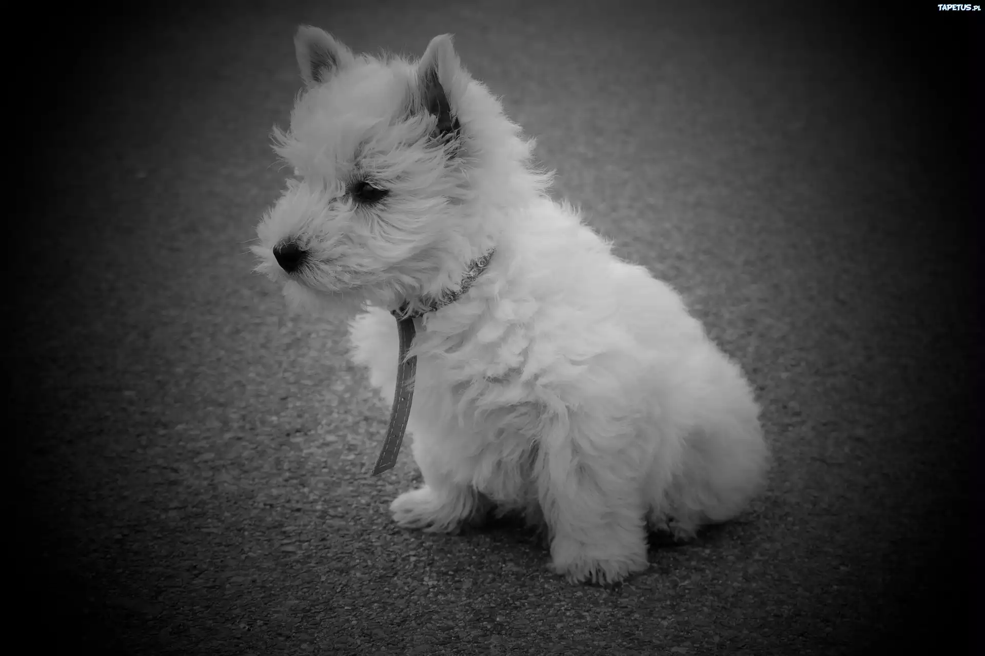 Pies, West Highland White Terrier