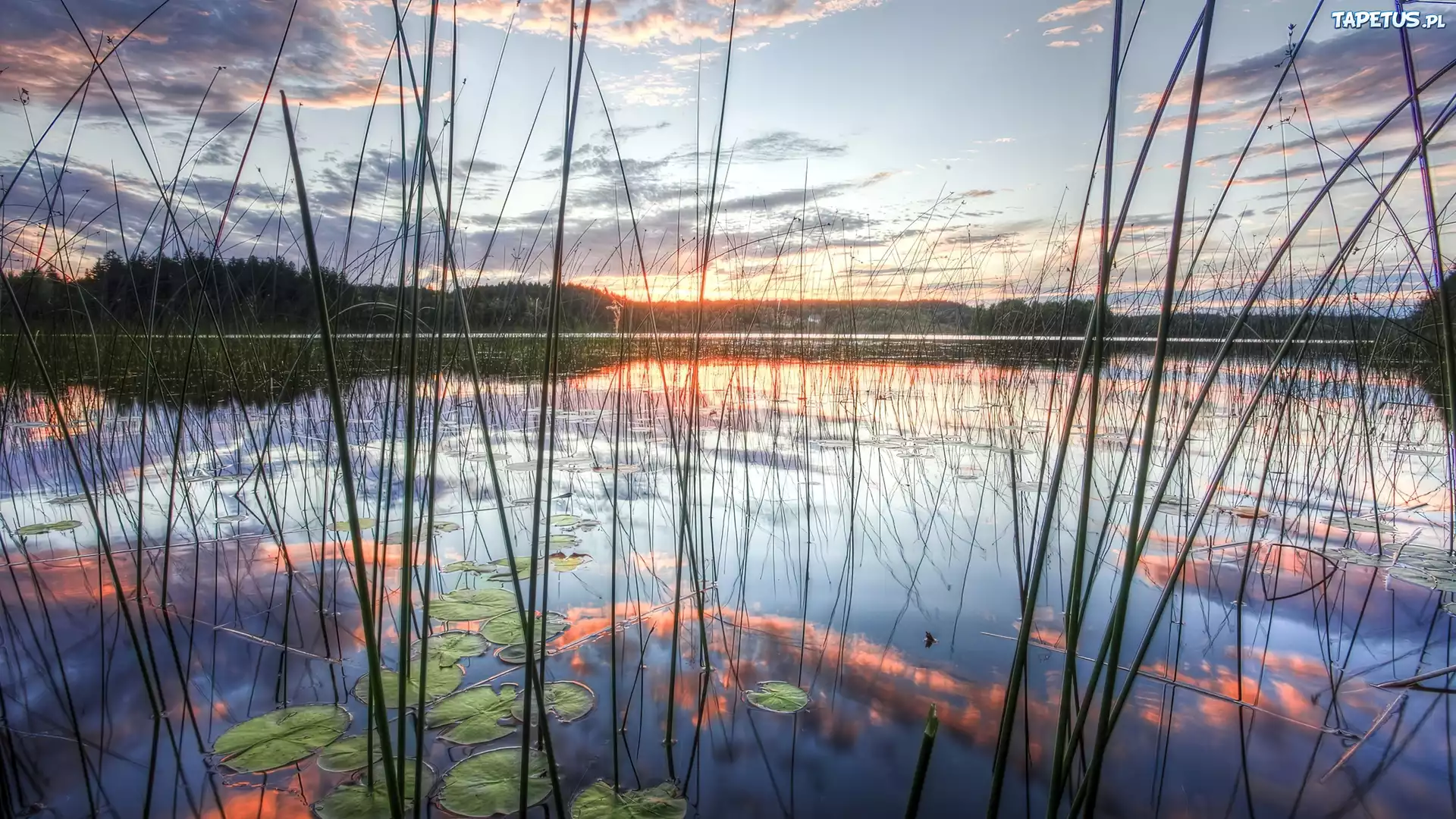 Zachód, Słońca, Jezioro, Trawy