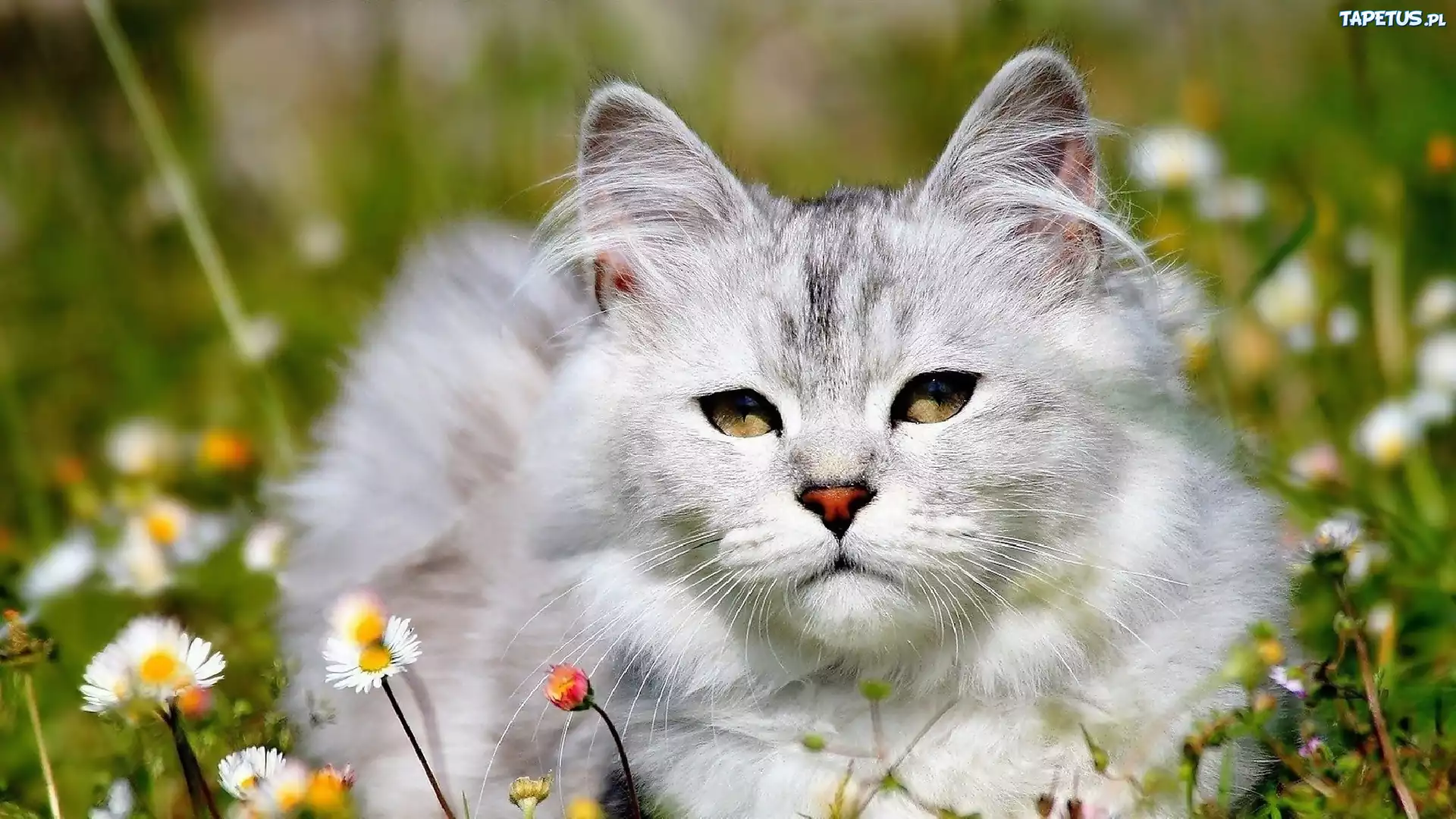 Łąka, Kot Maine coon, Stokrotki