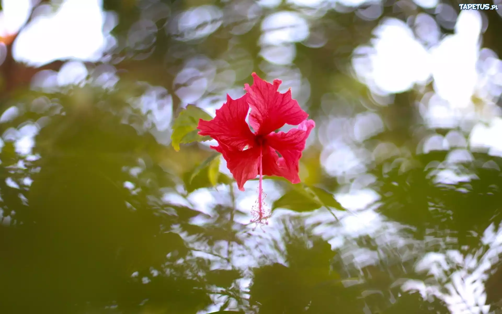 Woda, Odbicie, Kwiat, Hibiskusa
