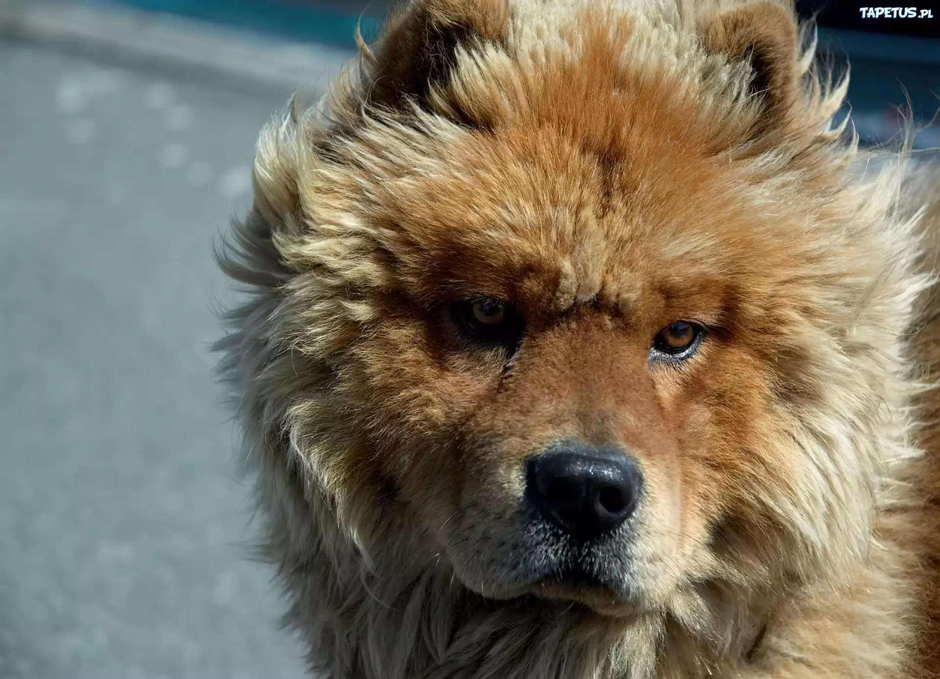 Piesek, Chow chow, Pysk