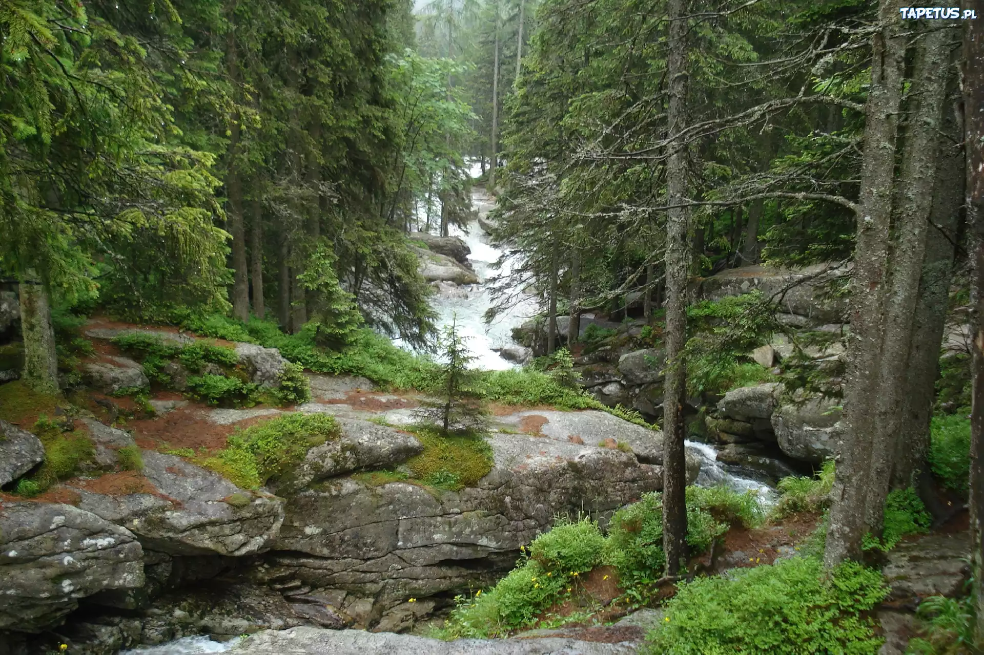 Tatry, Słowacja, Potok Studencki