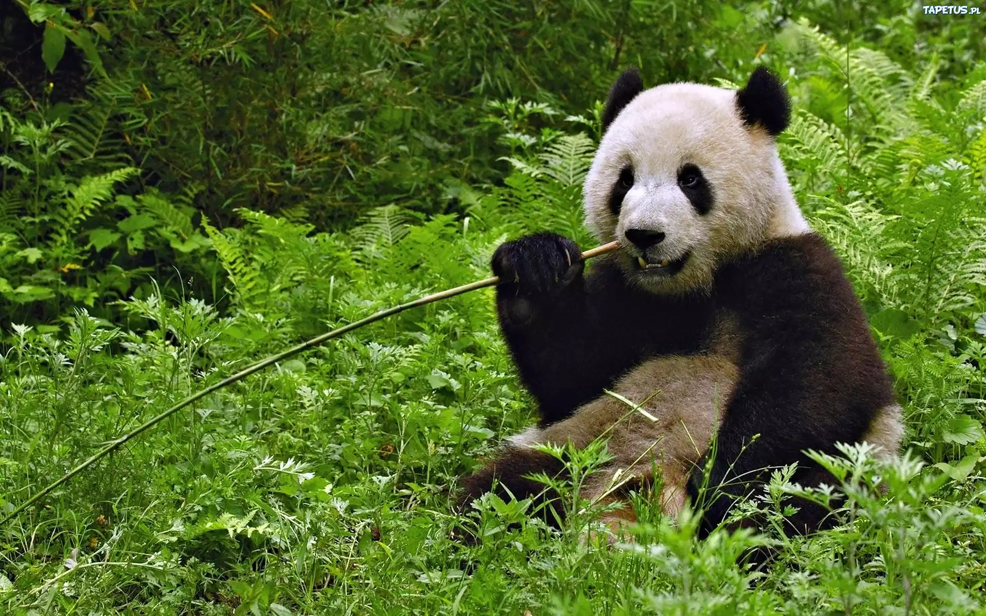 Miś, Panda, Trawy