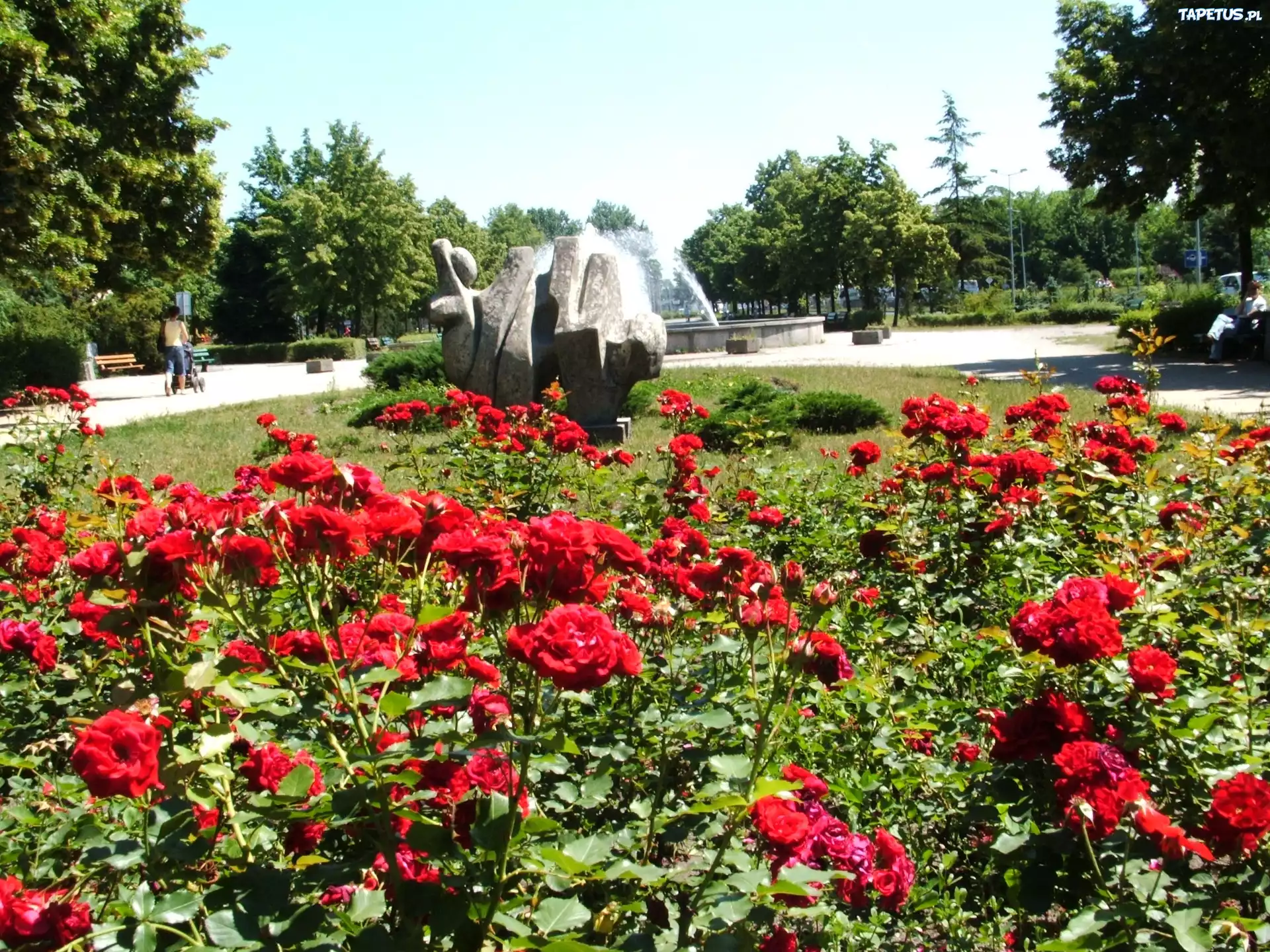 Park, Róże, Drzewa, Fontanna
