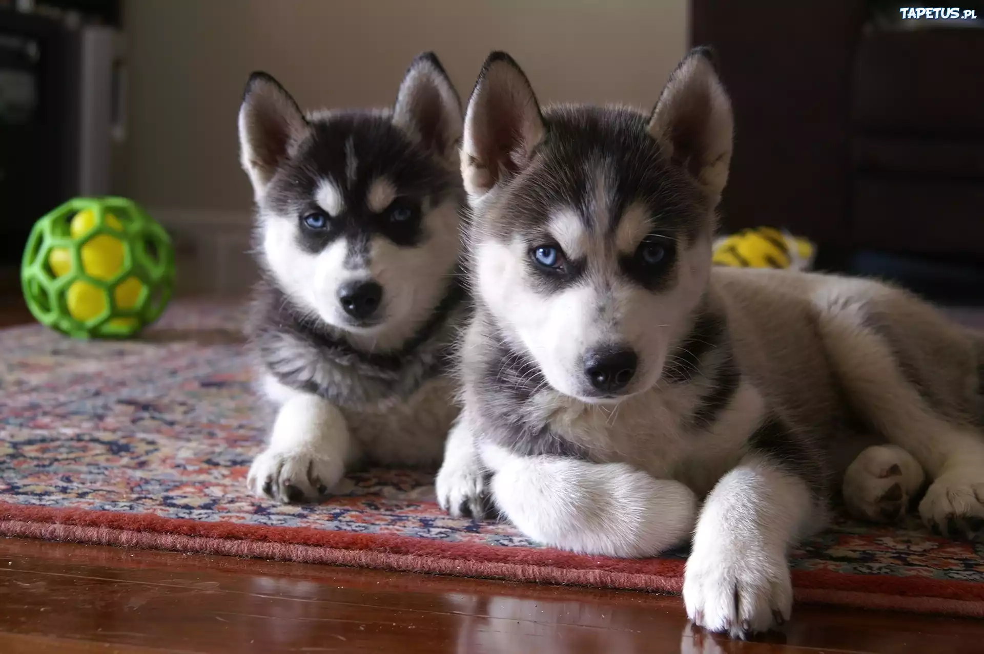 Siberian Husky, zielona, piłka