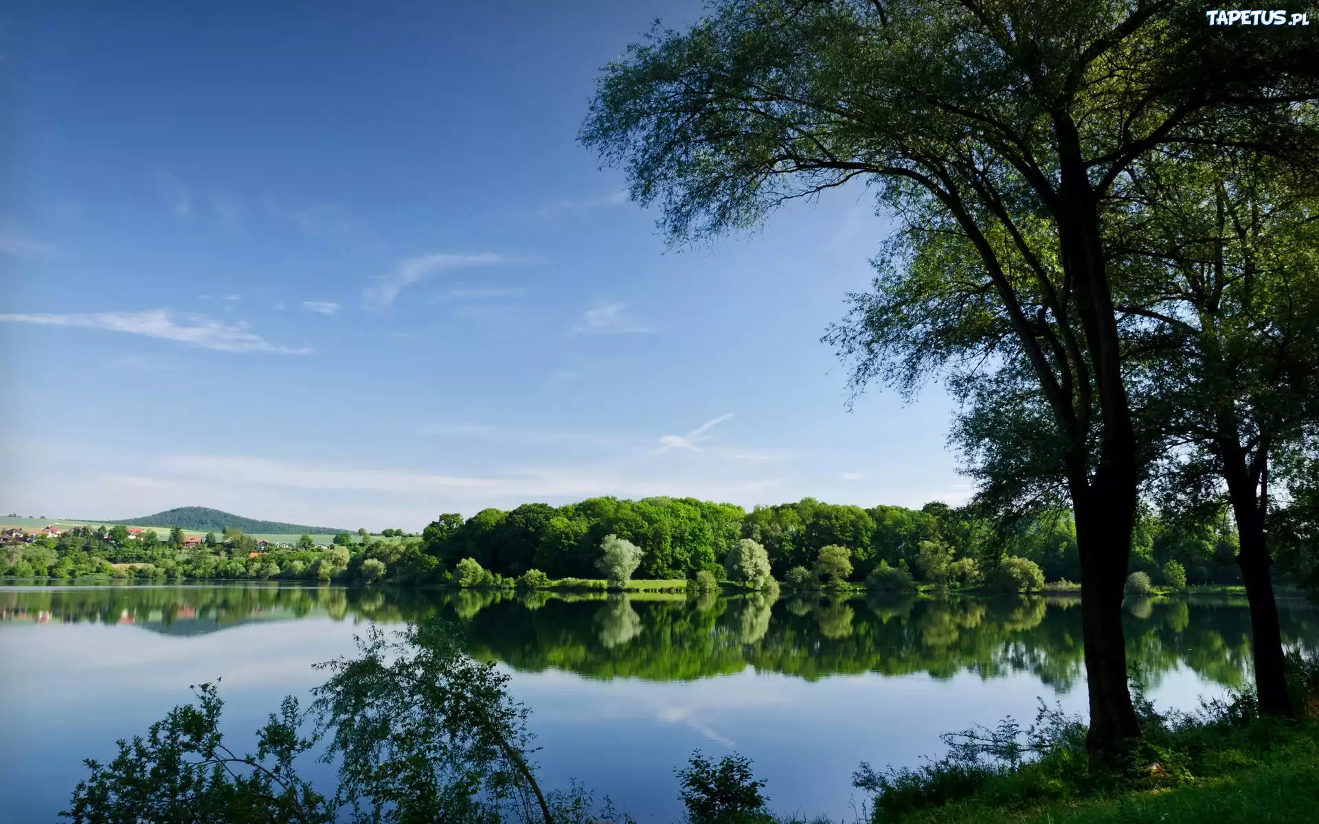 Jezioro, Lasy, Drzewa