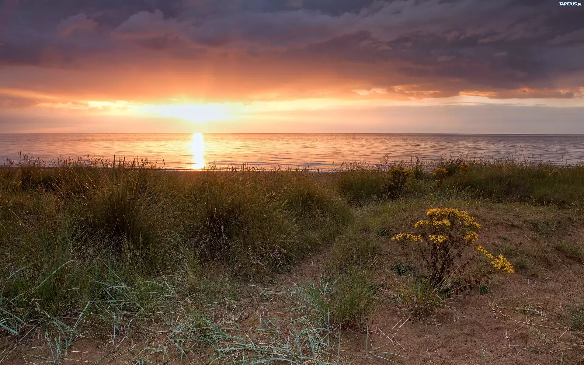 Zachód, Słońca, Plaża, Roślinność