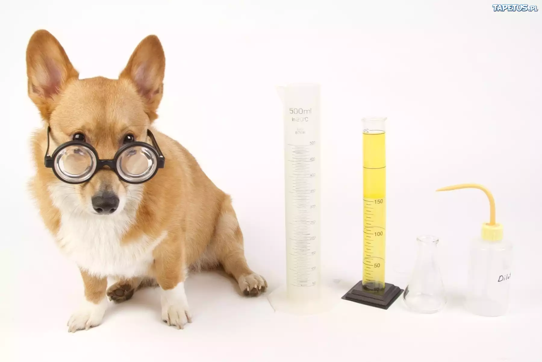 Pies, Okulary, Laboratorium