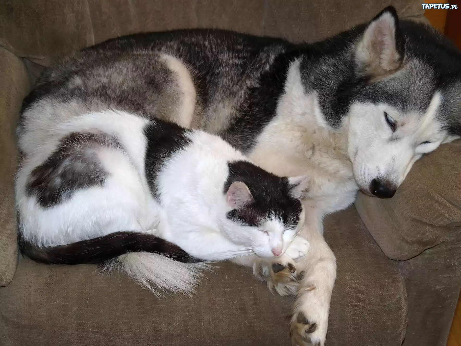 Śpiący, Kot, Pies, Siberian Husky