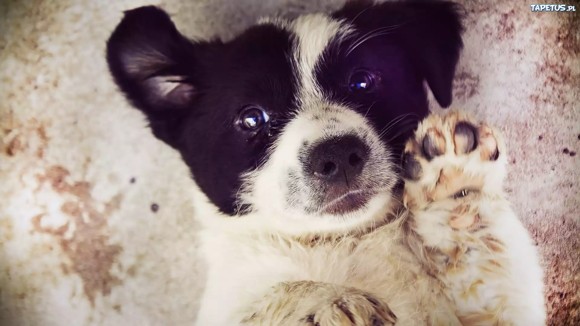 Szczeniak, Border Collie