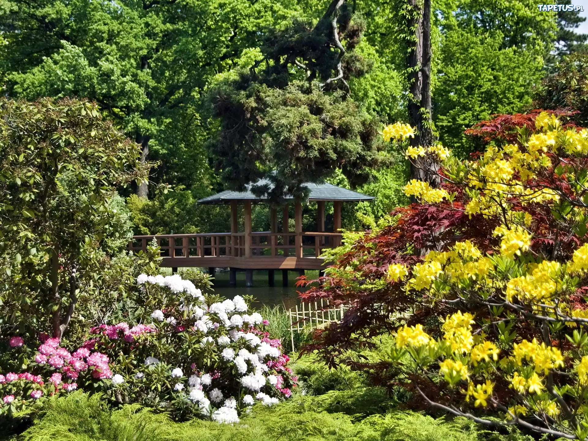 Park, Altana, Kolorowe, Rododendrony