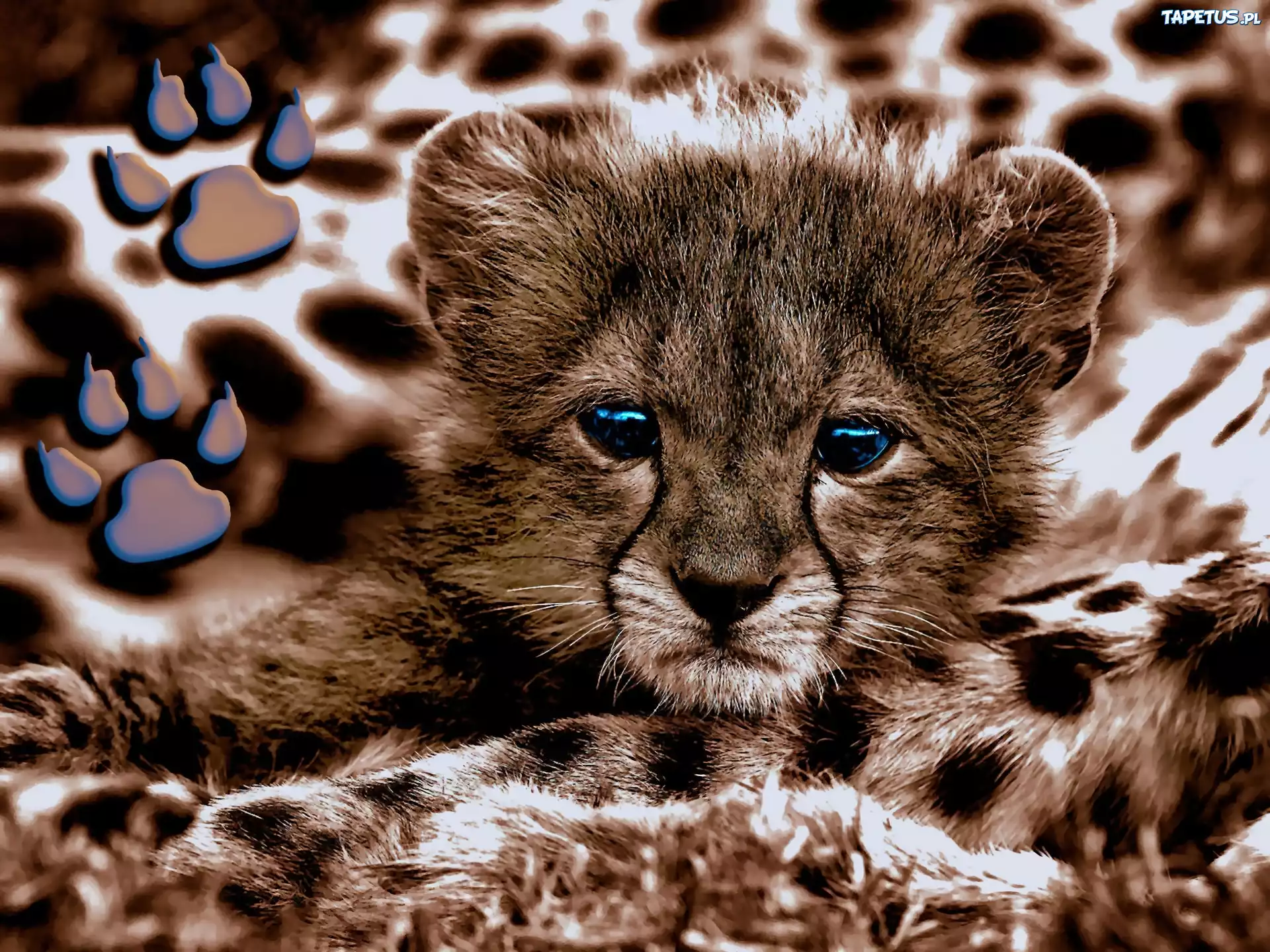 Mały, Gepard, Odciski, Łap