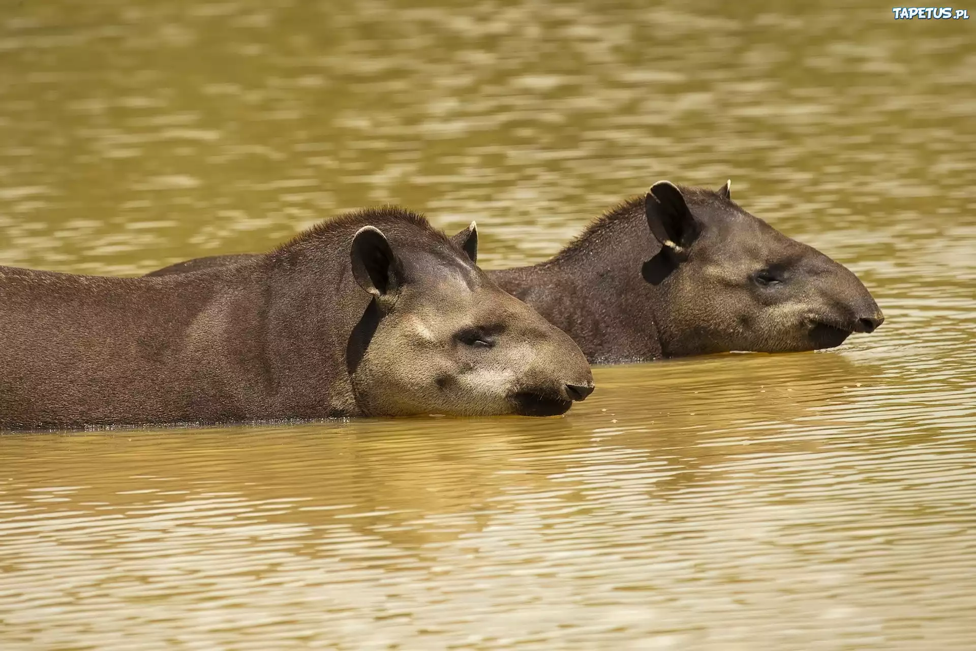 Woda, Dwa, Tapiry
