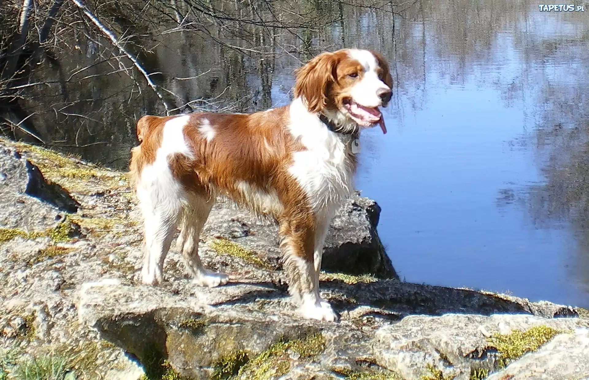 Spaniel, Skała, Woda