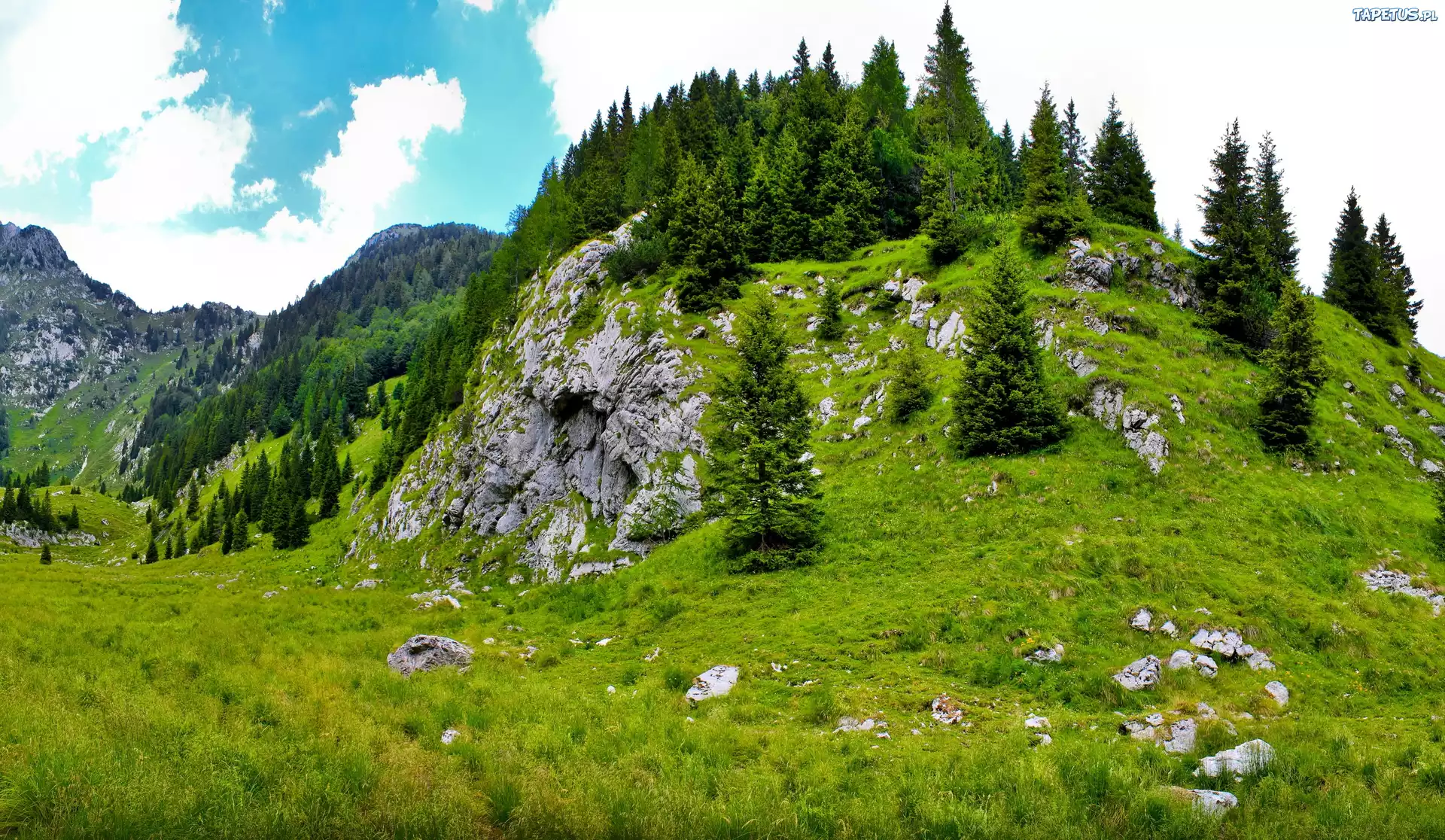 Góry, Skały, Drzewa