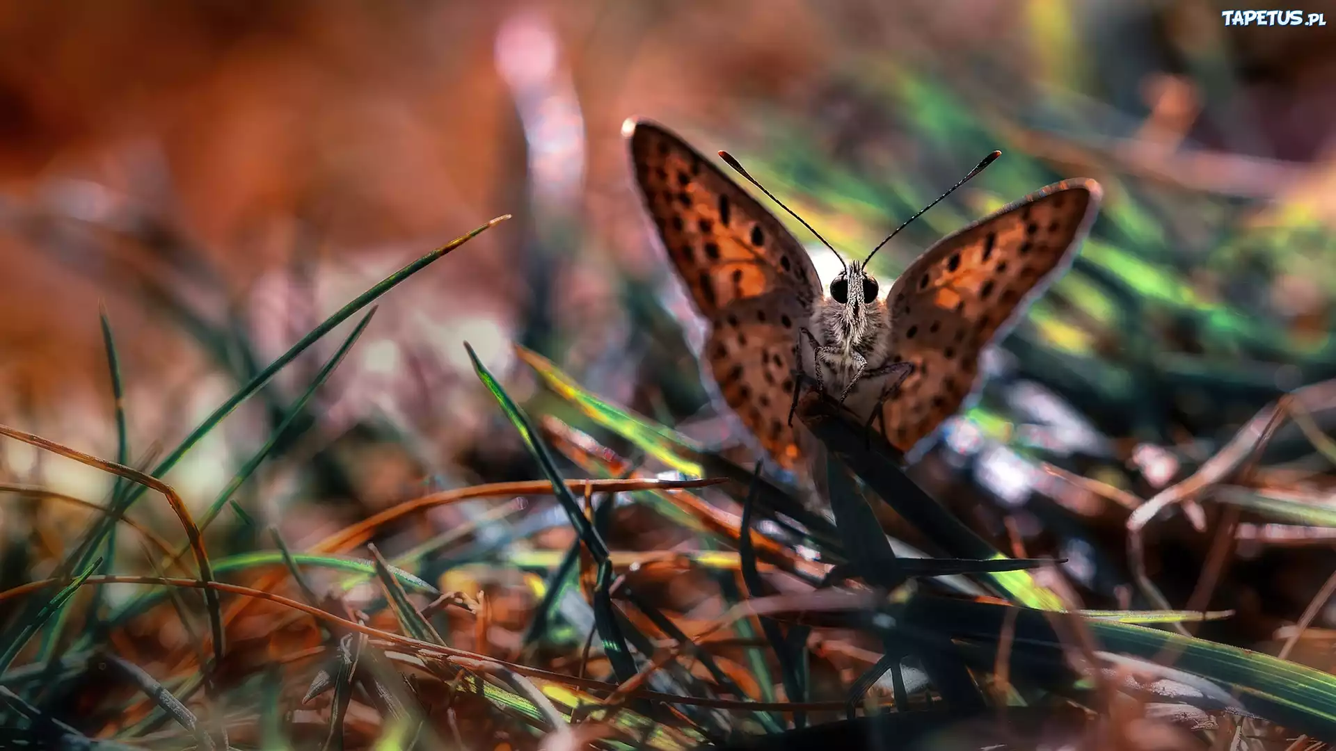 Motyl, Źdźbła, Trawy