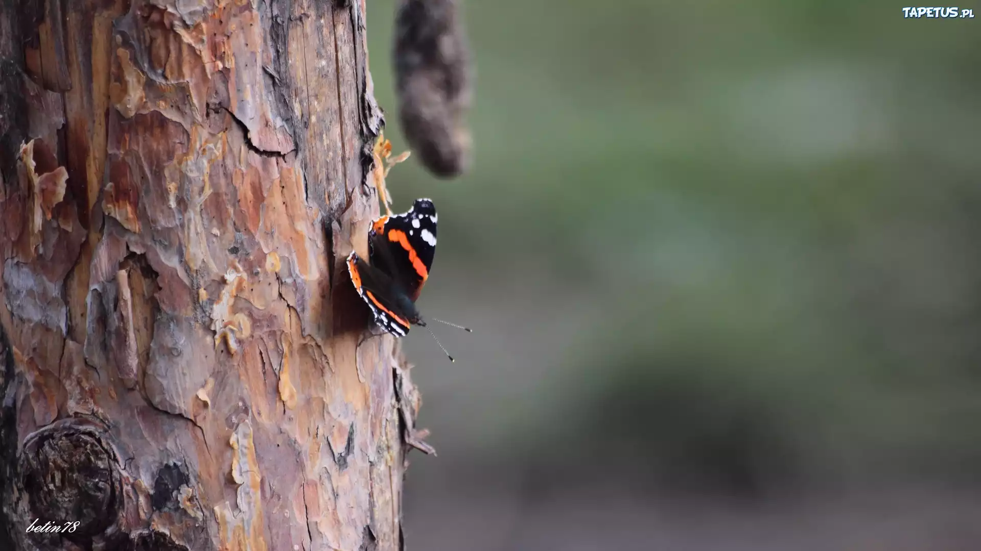 Motyl, Pień, Drzewa