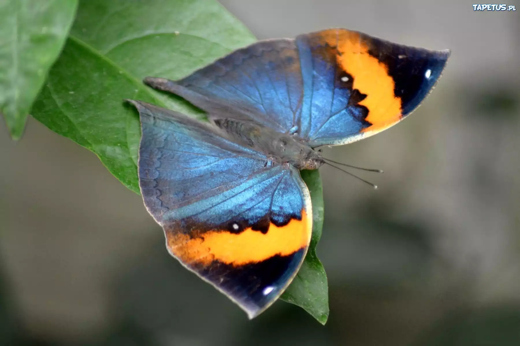 Zielony, Liść, Kolorowy, Motyl