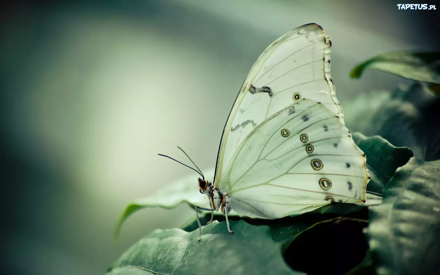 Motyl, Liść