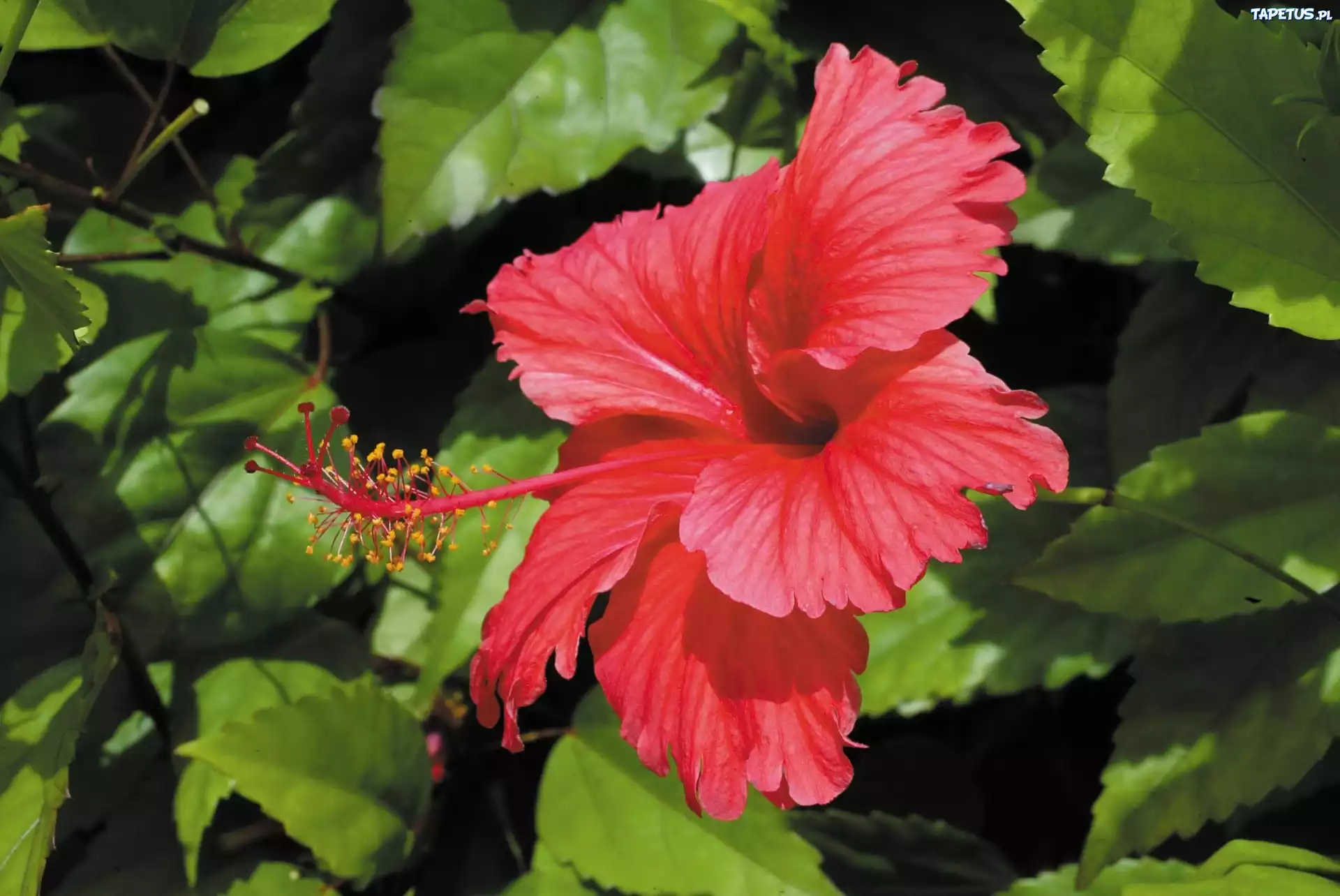 Czerwony, Kwiat, Hibiskusa