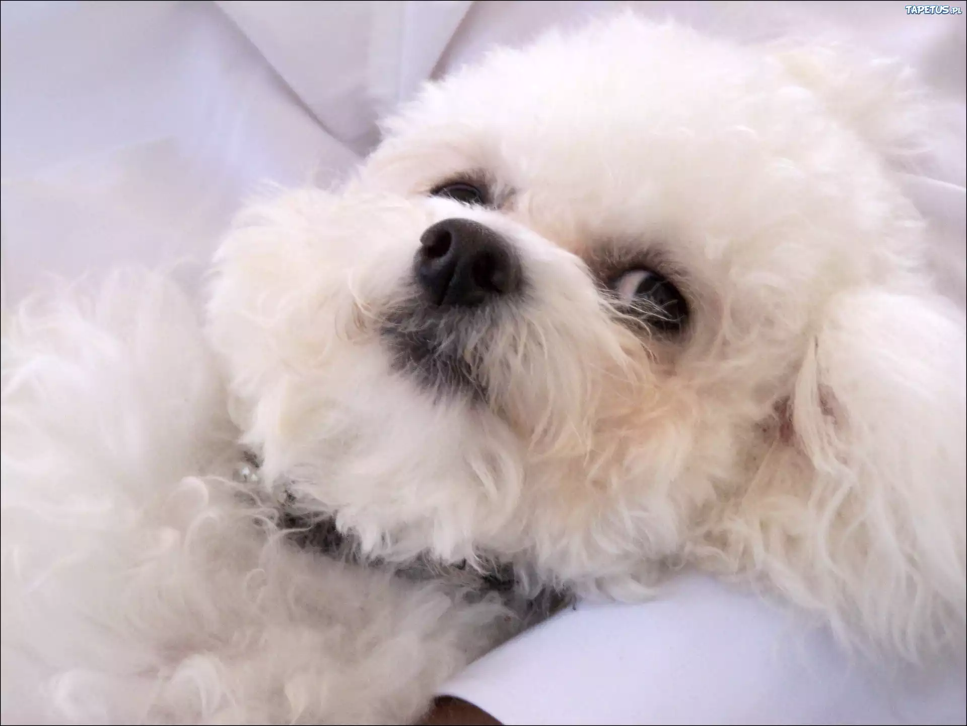 mordka, Bichon frise