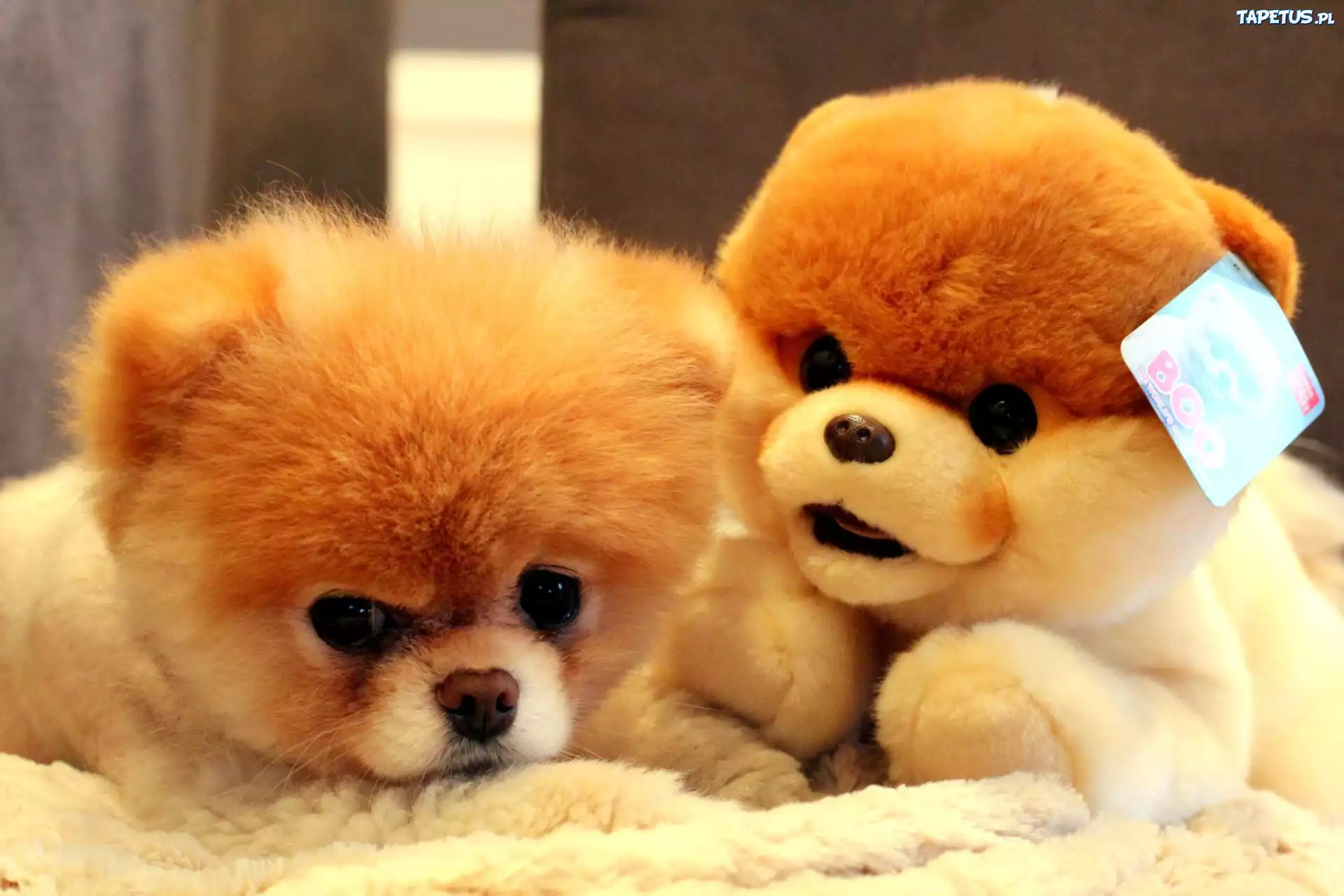 Pies, Pomeranian, Pluszak