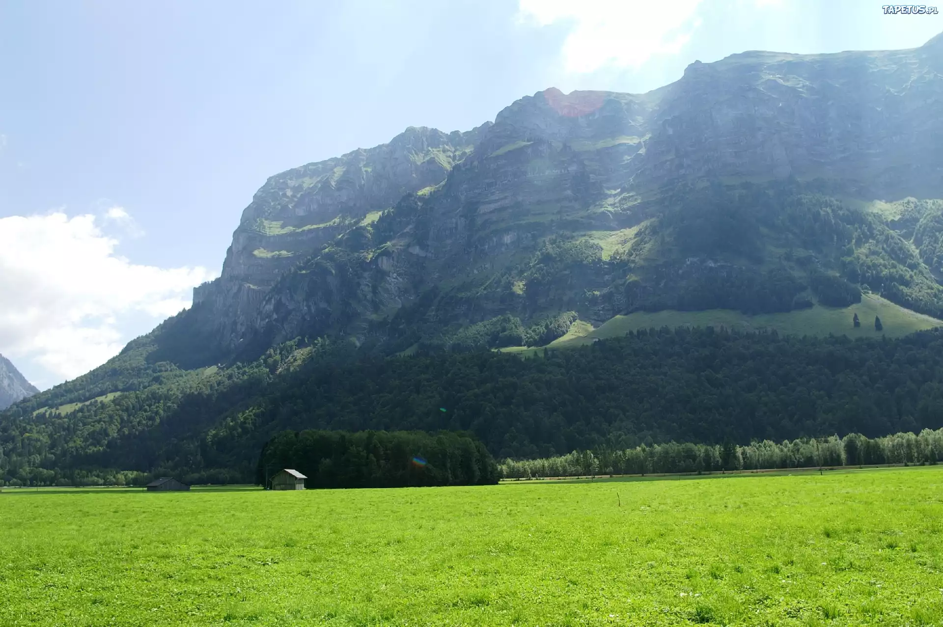 Łąka, Góry, Drzewa