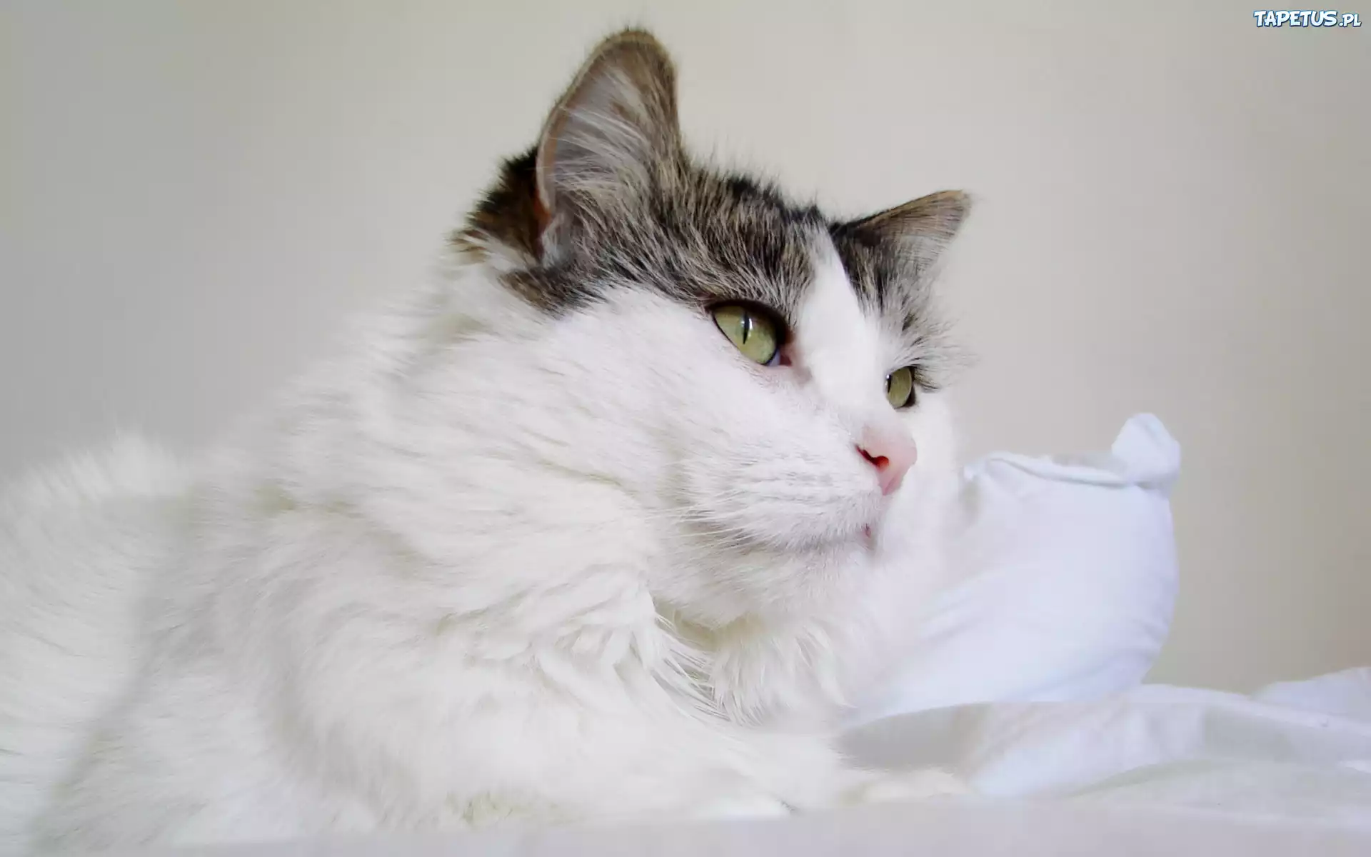 серо-белый кот без смс