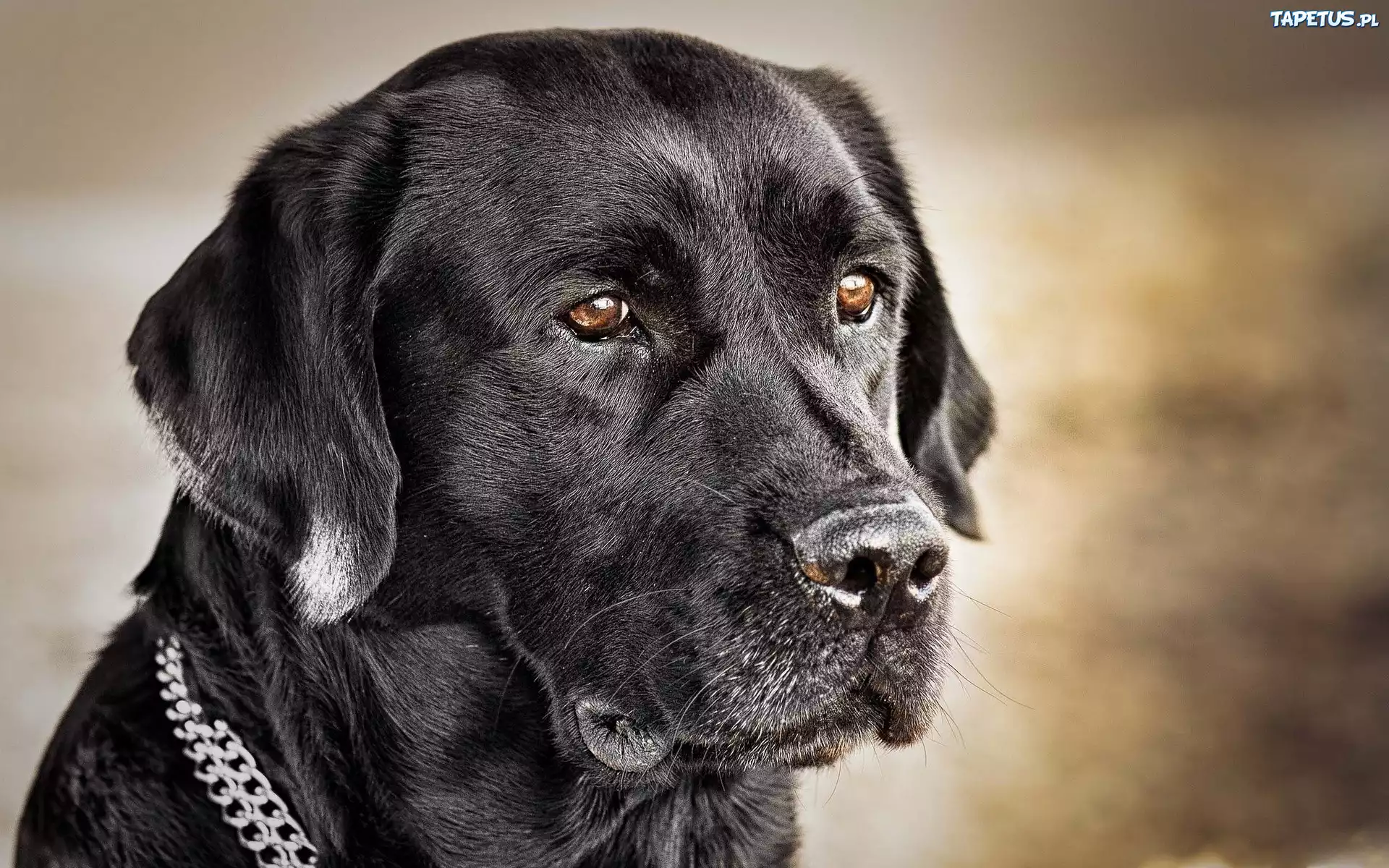 Labrador, Retriever, Czarny