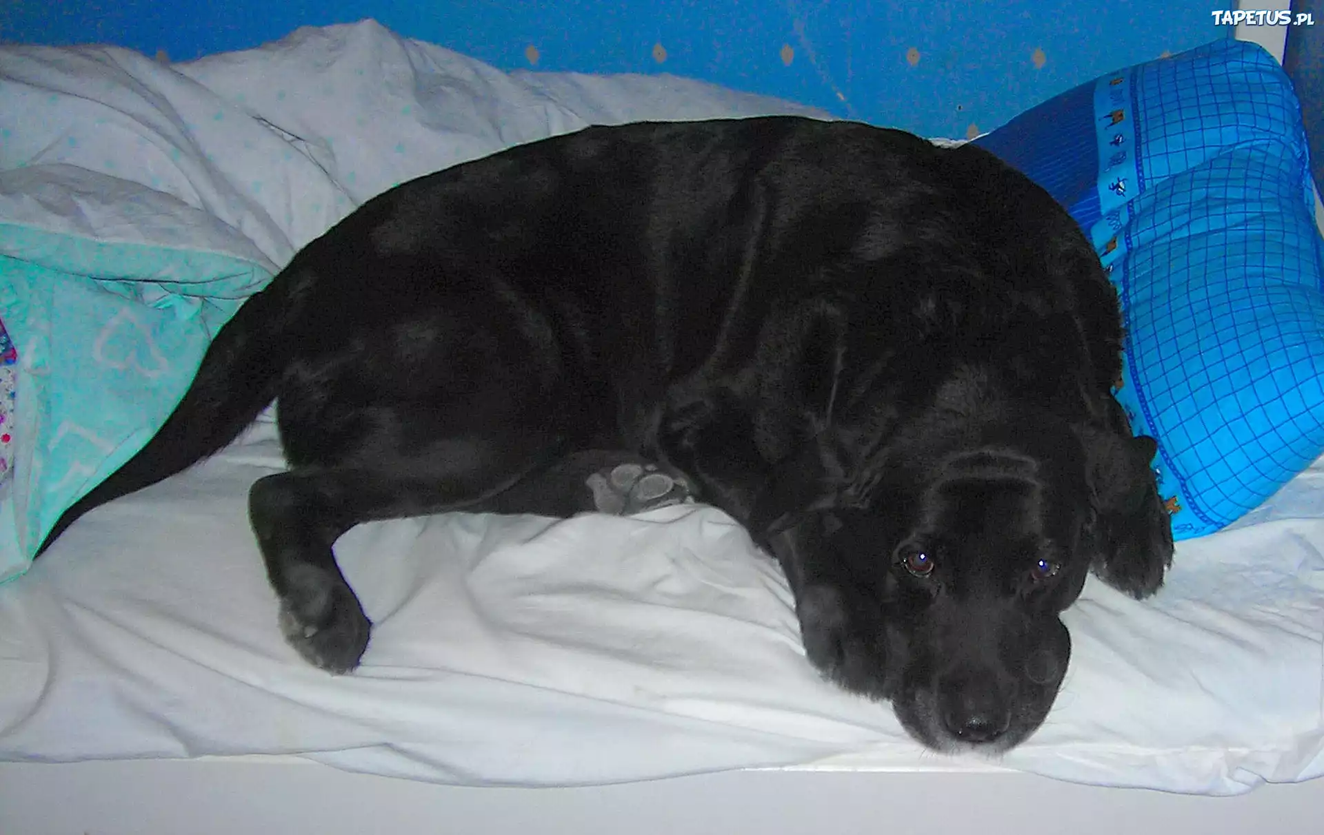 Czarny, Labrador Retriever, Pościel