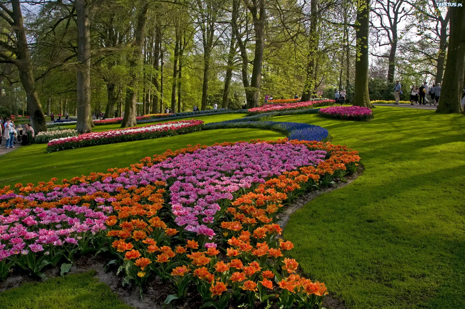 Park, Kwiaty, Drzewa, Trawniki