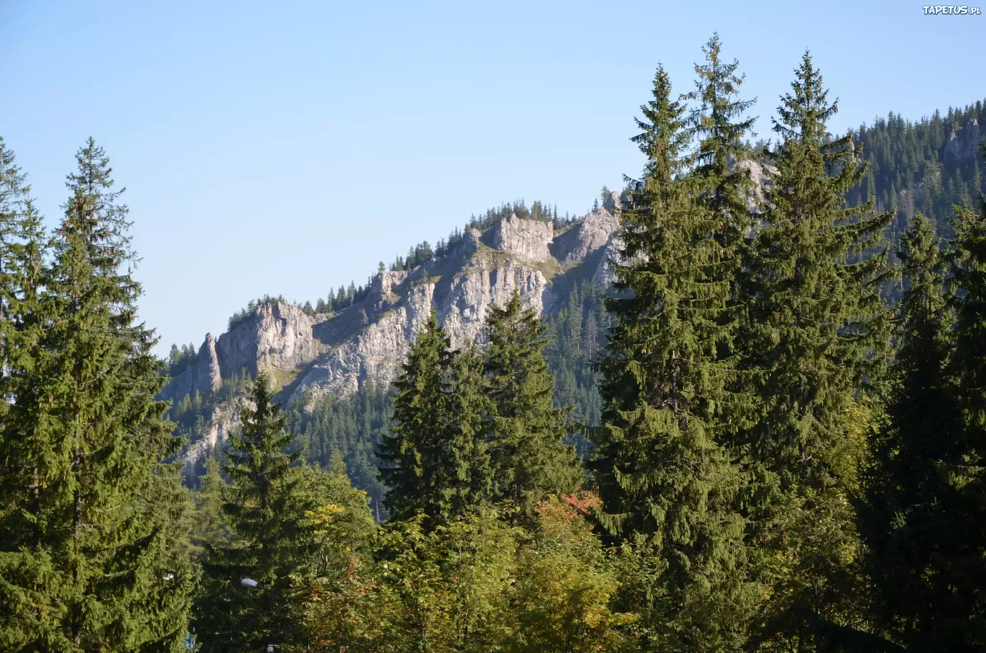 Góry, Drzewa