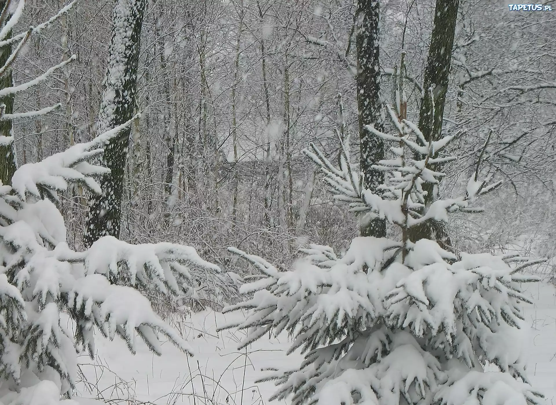 Zima, Śnieg, Drzewa