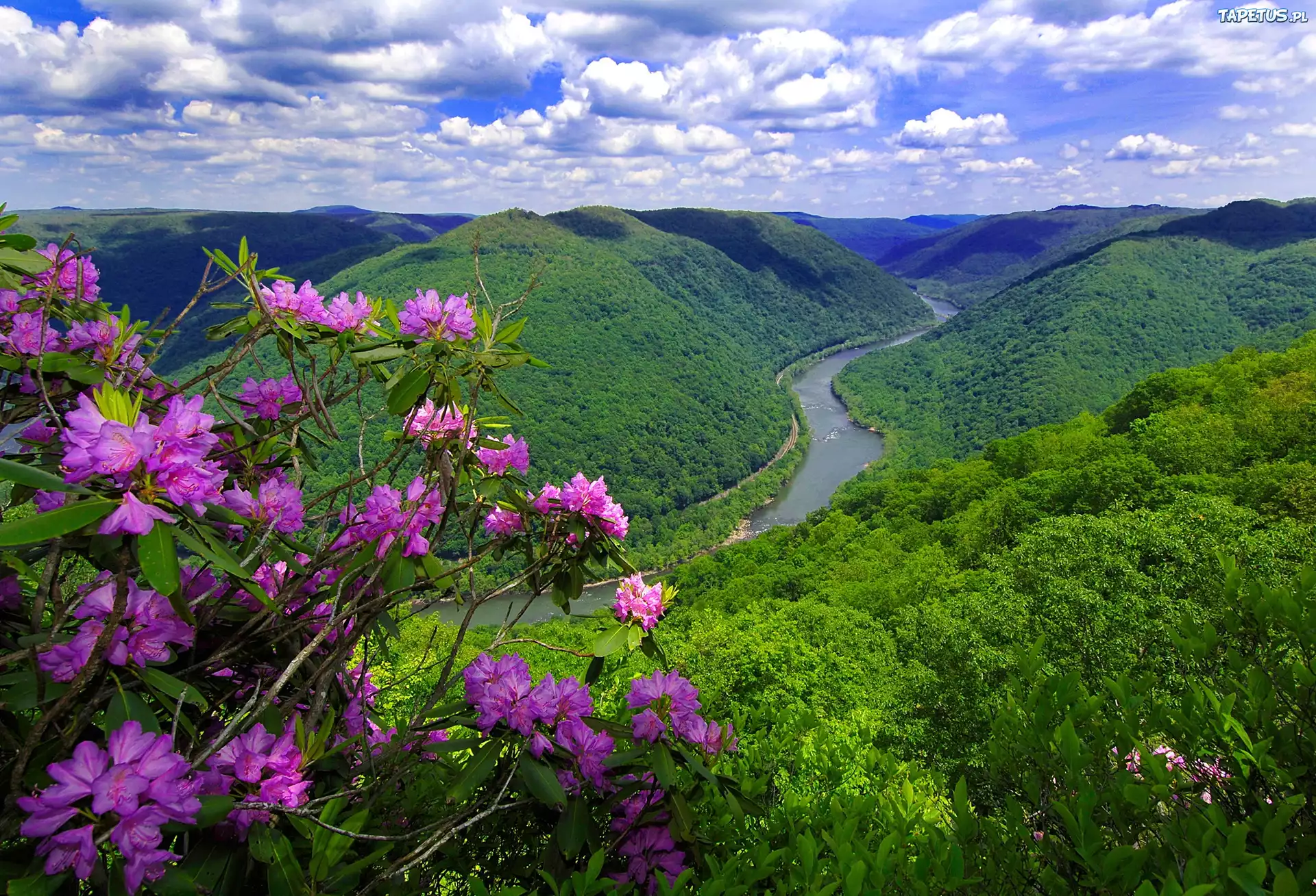 Góry, Rzeka, Kwitnący, Rododendron