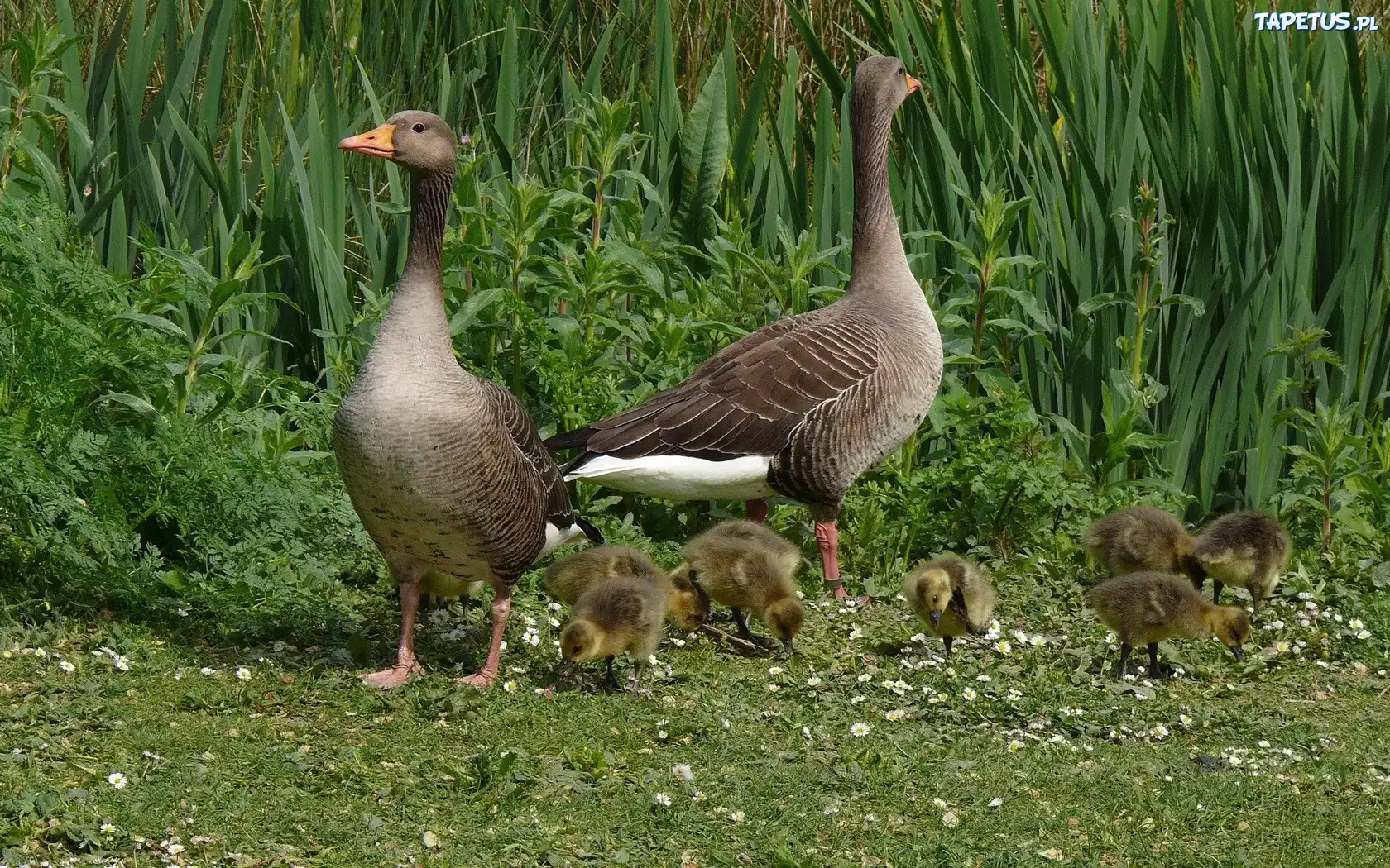 Dwie, Dzikie, Gęsi, Małe, Gąsiątka