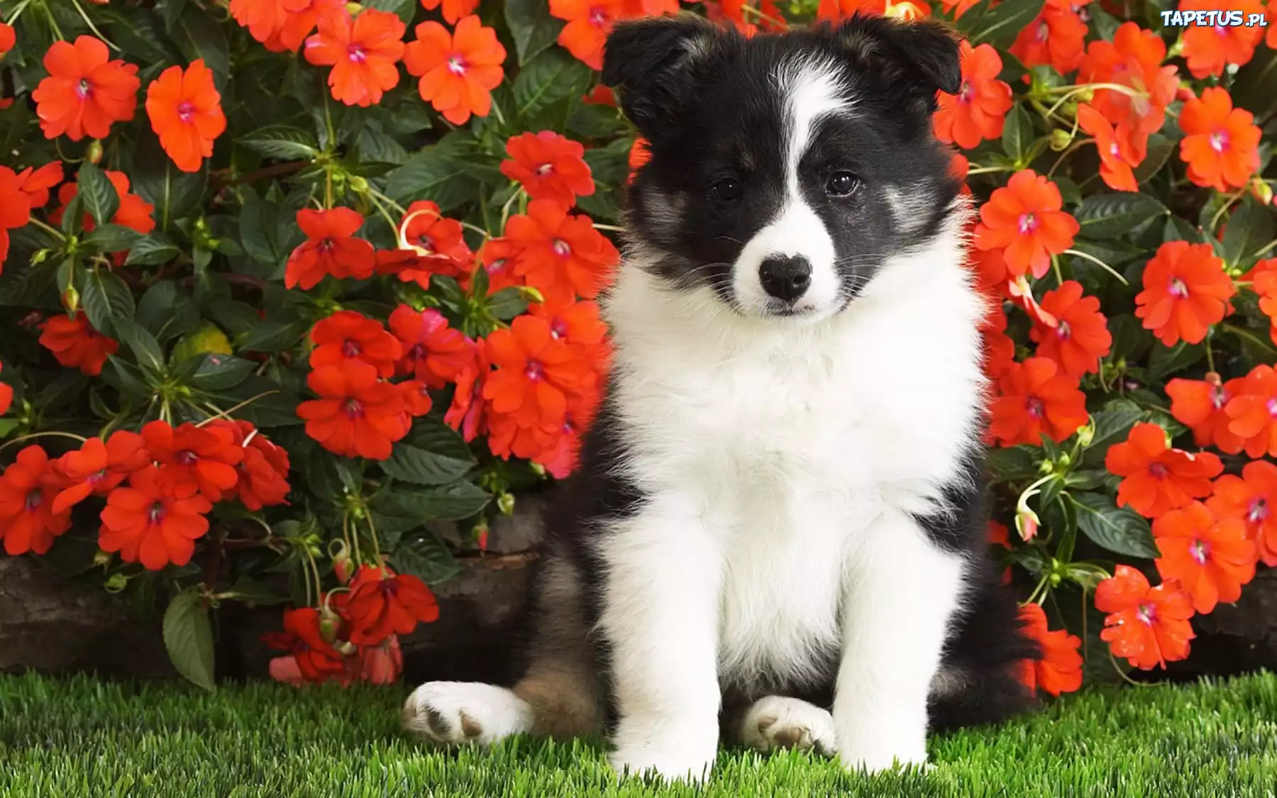 Piesek, Border Collie, Czerwone, Kwiatki