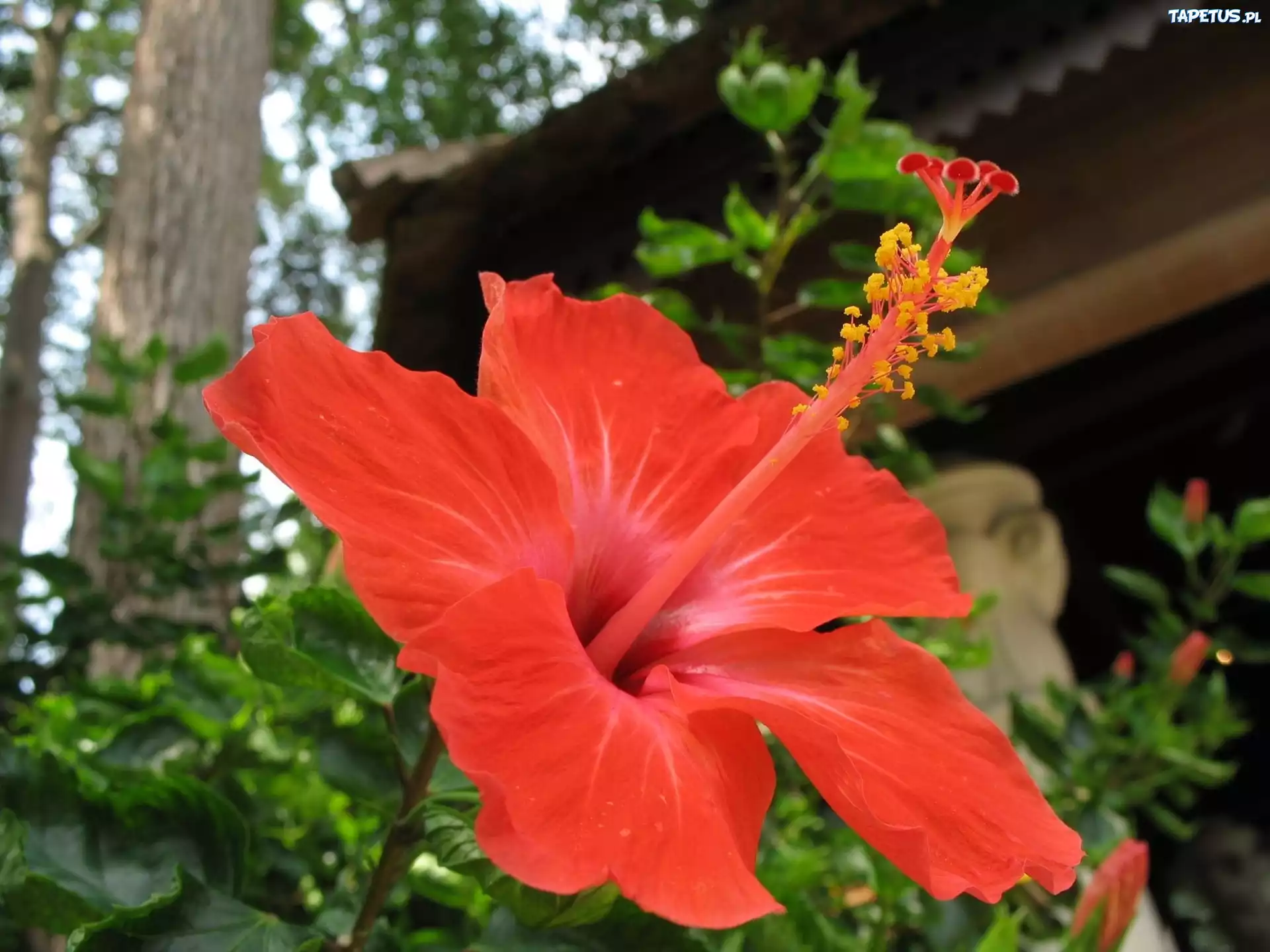 Czerwony, Kwiat, Hibiskusa